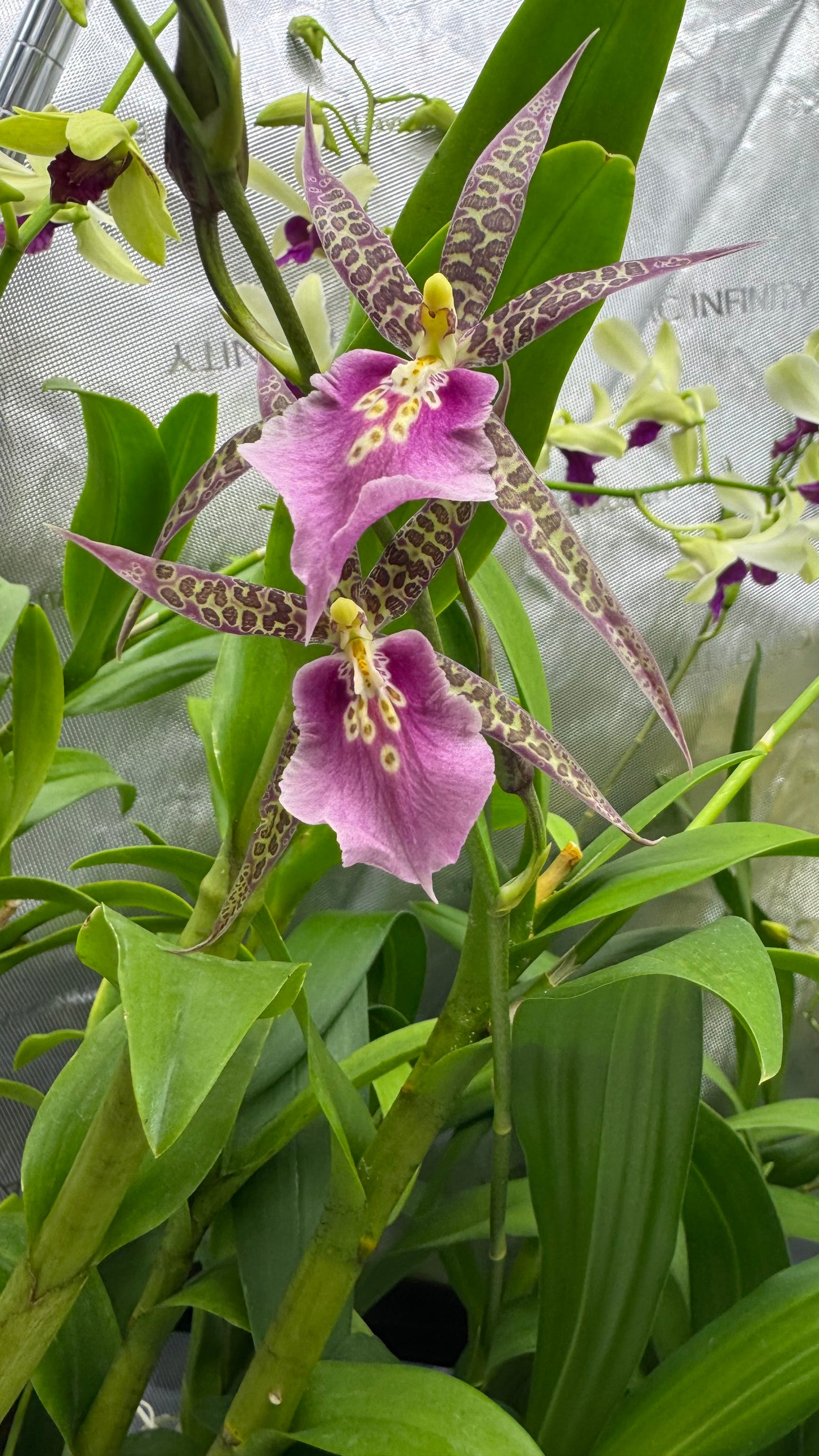 Miltassia (Mtssa.) CM Fitch 'Izumi' AM/AOS