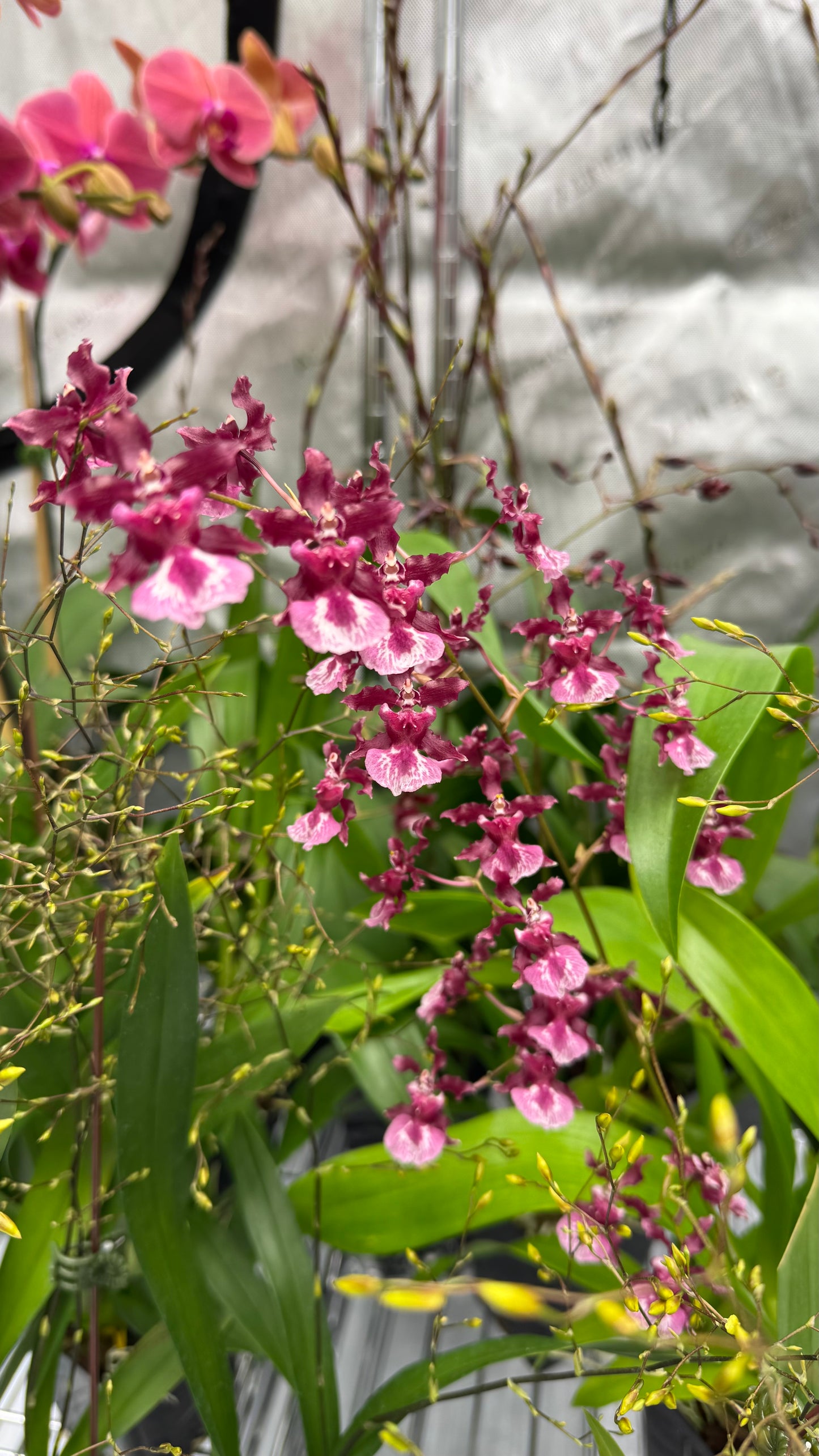 Oncidium (Onc.) Heaven Scent 'Sweet Baby'