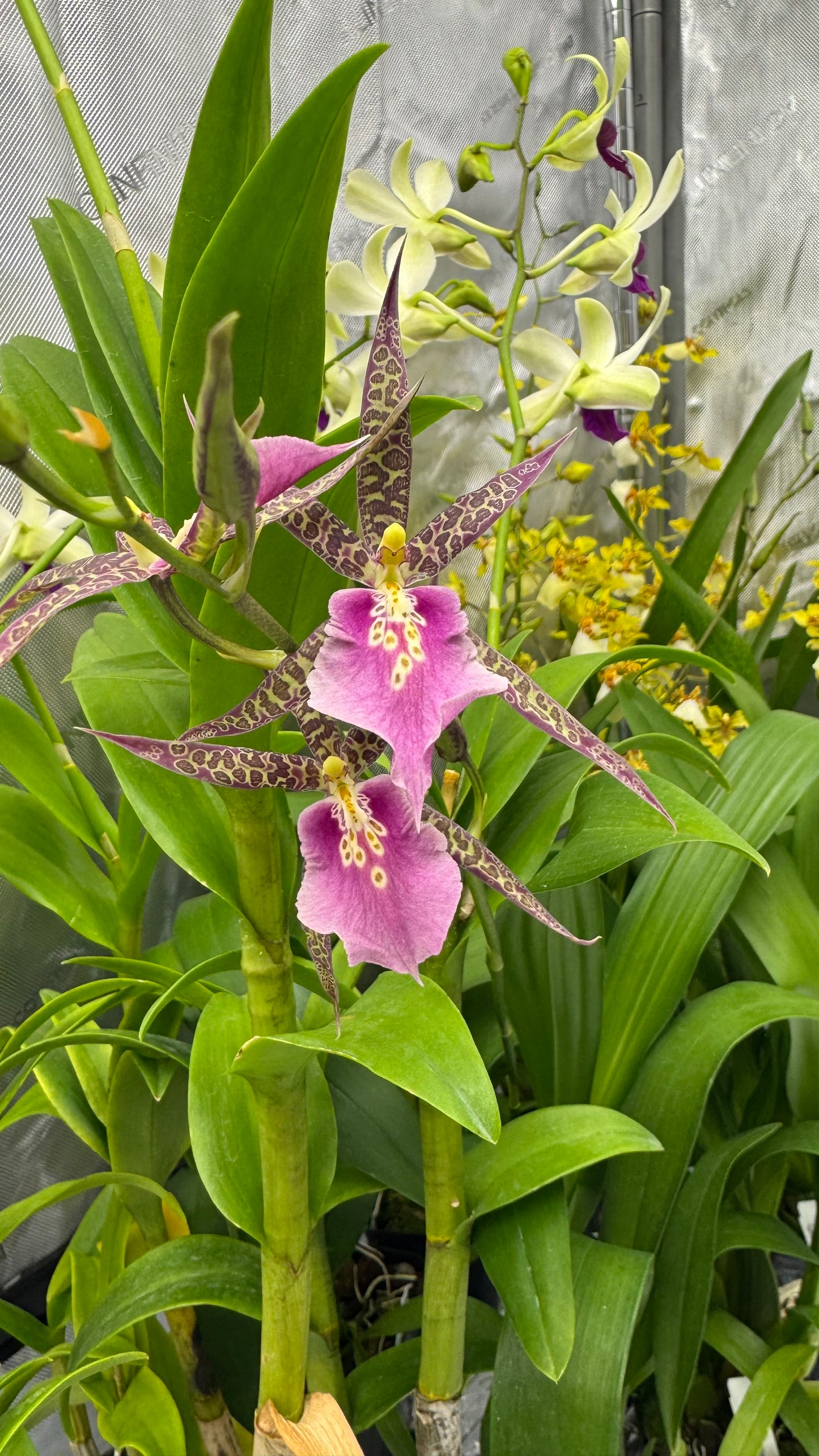 Miltassia (Mtssa.) CM Fitch 'Izumi' AM/AOS