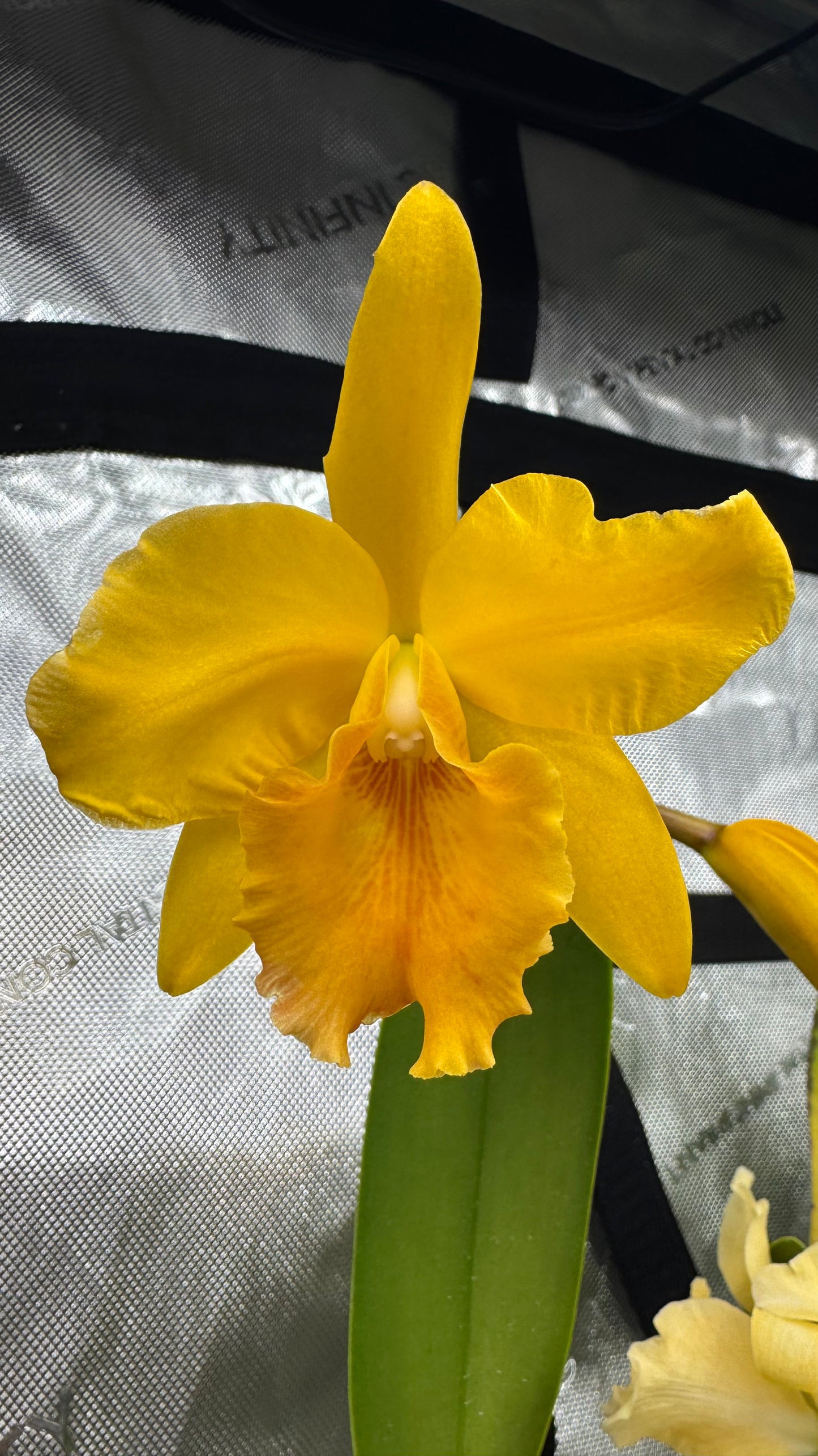 Blc. Guess What 'SVO' AM/AOS x Pot. William Farrell 'Native Son'