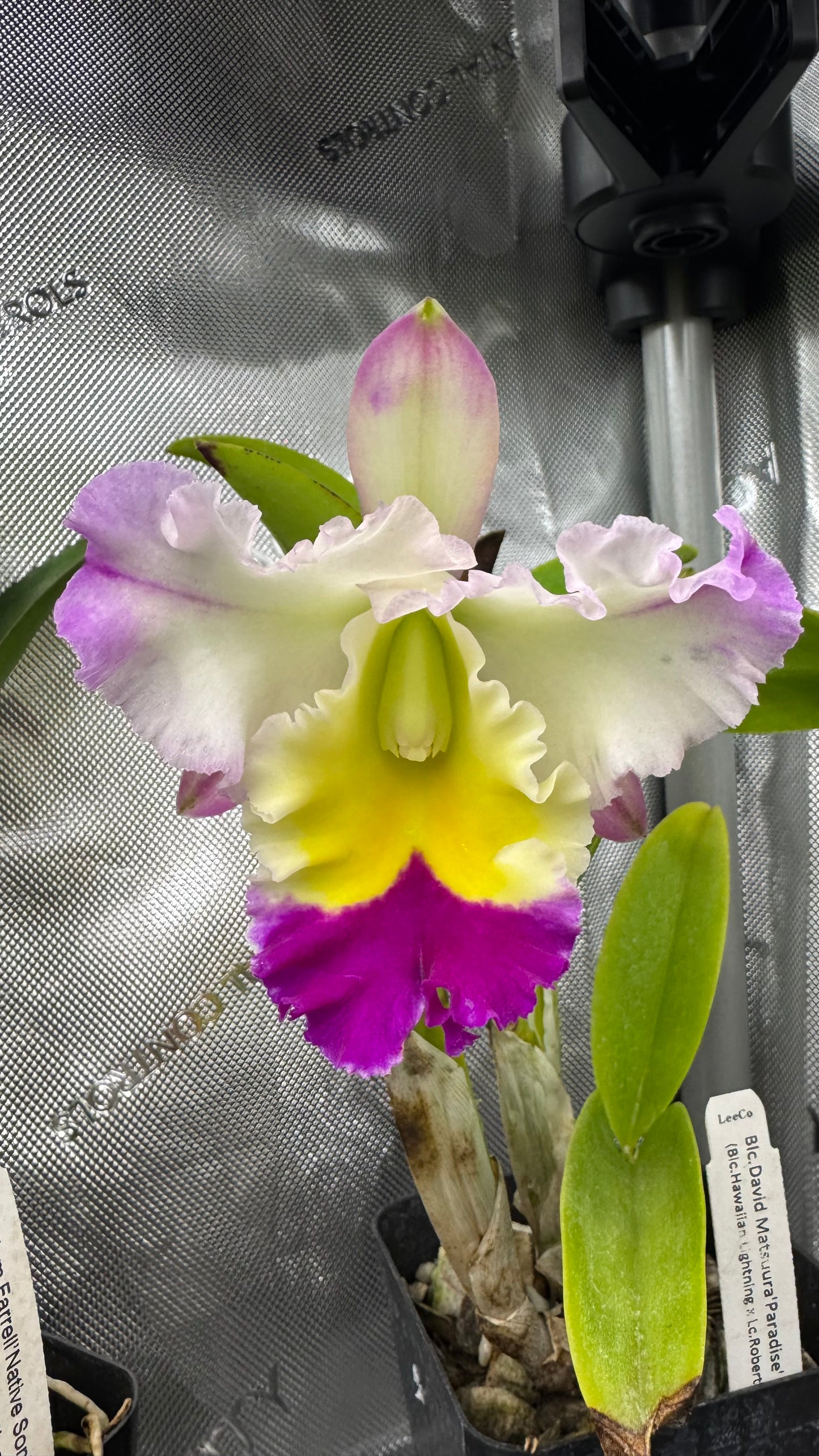 Blc. David Matsuura 'Paradise' (Blc. Hawaiian Lightning x Lc. Robert Strait)