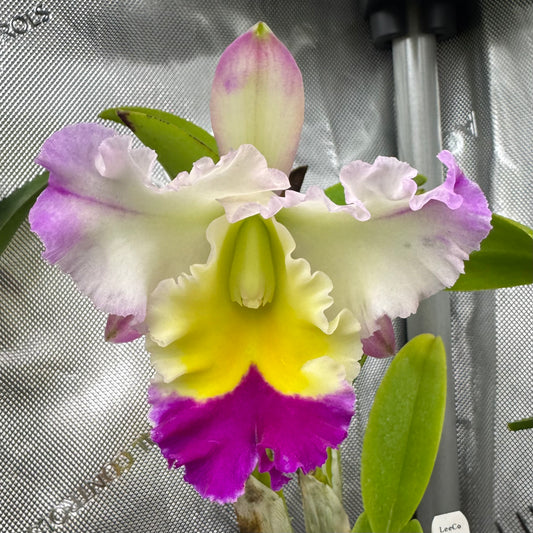 Blc. David Matsuura 'Paradise' (Blc. Hawaiian Lightning x Lc. Robert Strait)