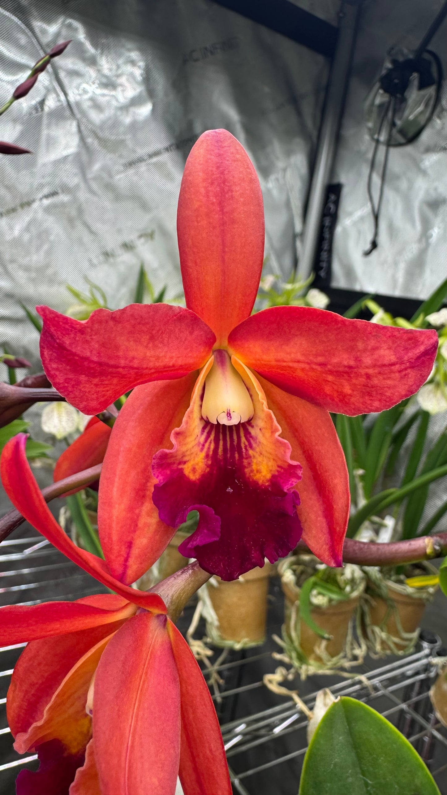 Slc. Sam Wolf 'SVO' x Potinara Star Fire 'Rubens Red'