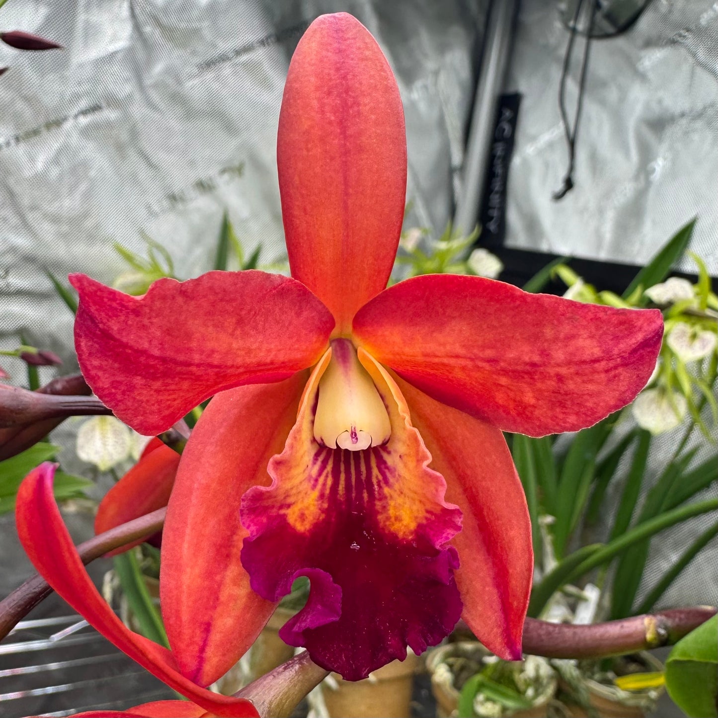 Slc. Sam Wolf 'SVO' x Potinara Star Fire 'Rubens Red'