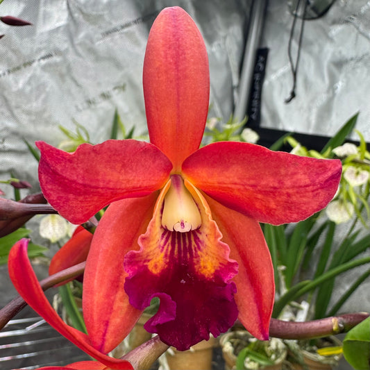 Slc. Sam Wolf 'SVO' x Potinara Star Fire 'Rubens Red'