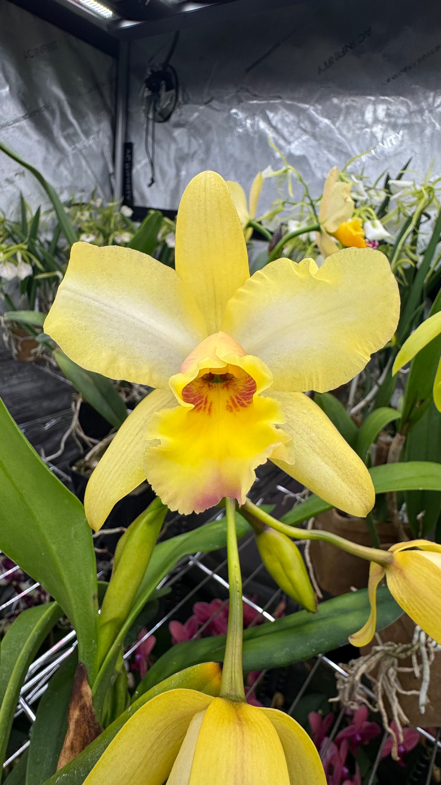 Blc. Jim Nickou 'James' HCC/AOS x Blc. Guess What 'SVO' AM/AOS