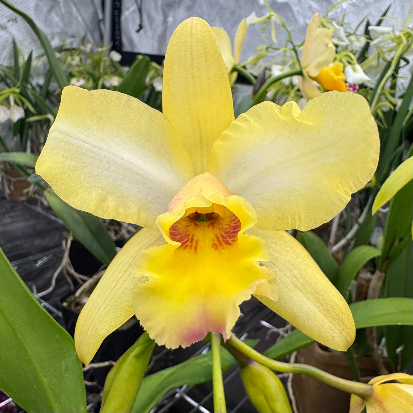 Blc. Jim Nickou 'James' HCC/AOS x Blc. Guess What 'SVO' AM/AOS