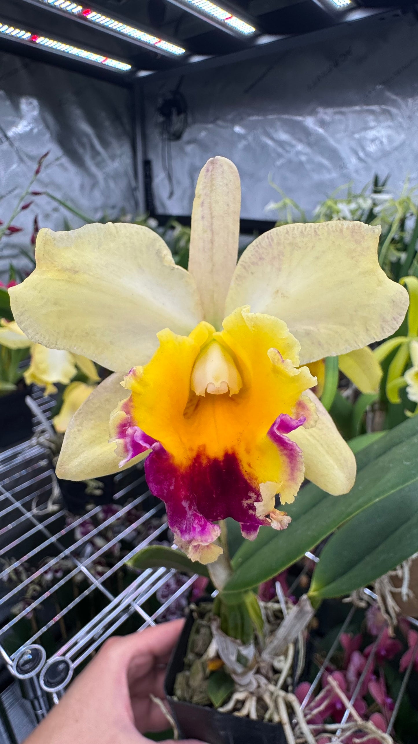 Blc. Izumi Charm 'SVO' AM/AOS x Pot. Dean's Gold AM/AOS