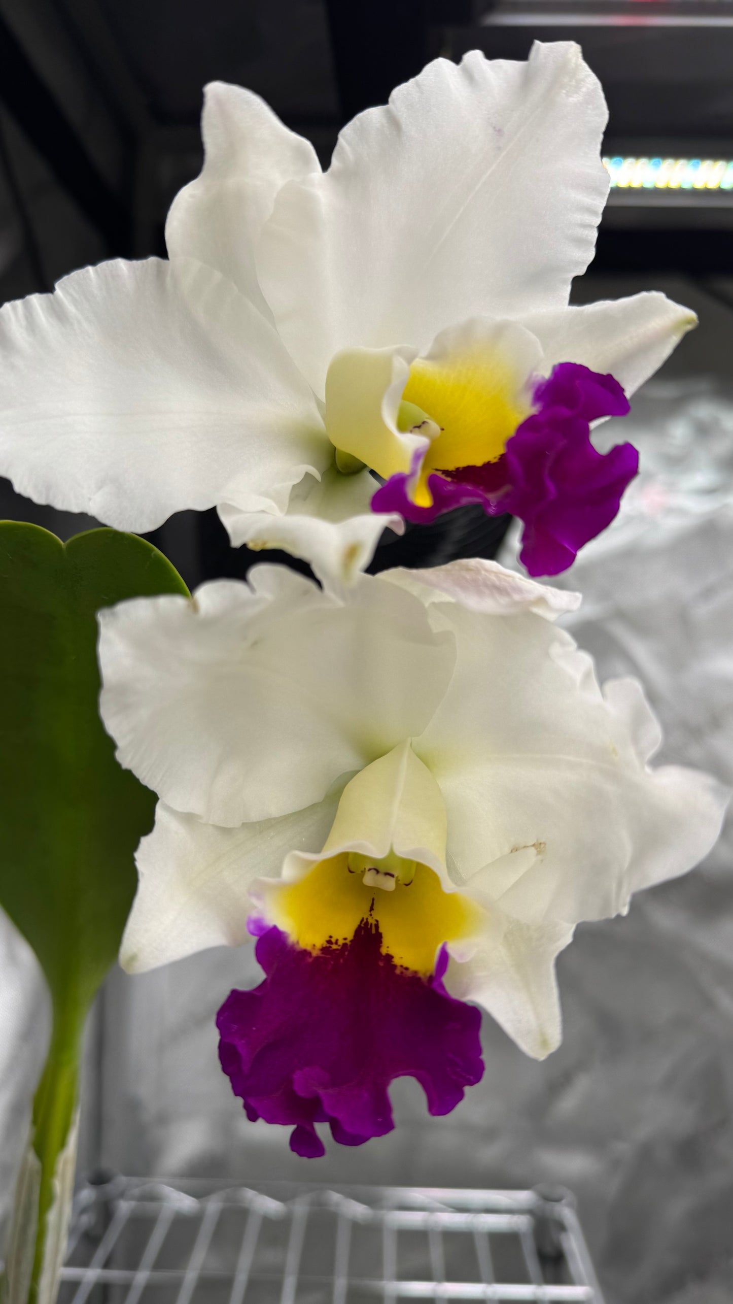 Blc. Magic Melody 'SVO' AM/AOS x Lc. JoAnne Rose 'SVO semi alba'