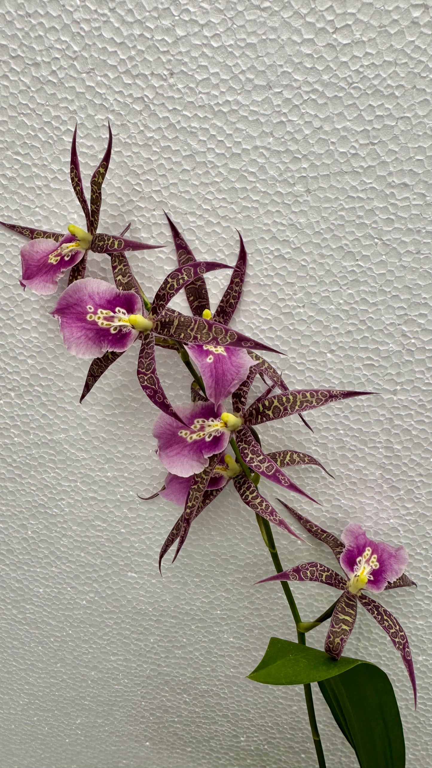 Miltassia (Mtssa.) CM Fitch 'Izumi' AM/AOS