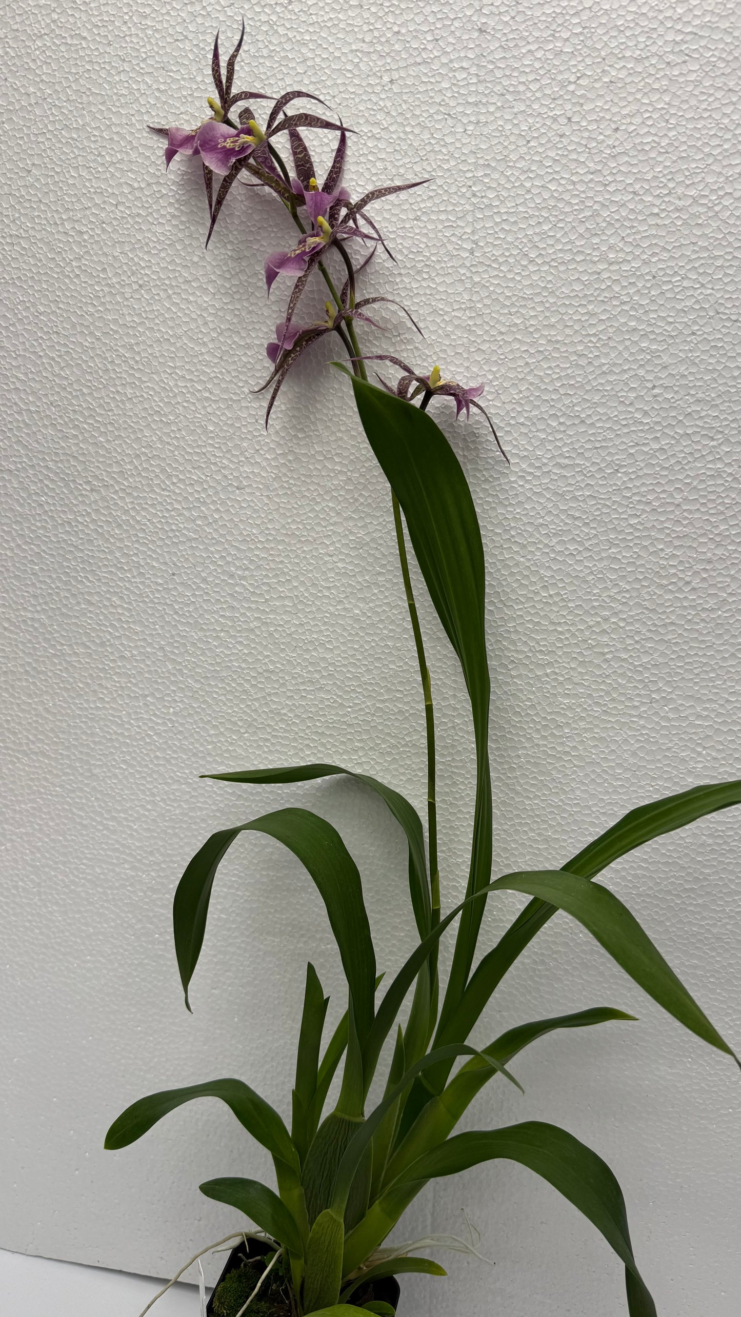 Miltassia (Mtssa.) CM Fitch 'Izumi' AM/AOS