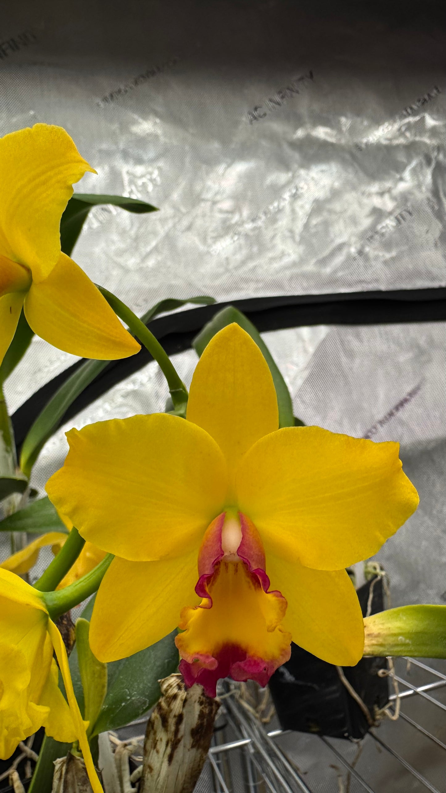 Pot. Gold Medallions 'SVO Romance' x Pot. Little Toshie 'Gold Country' AM/AOS