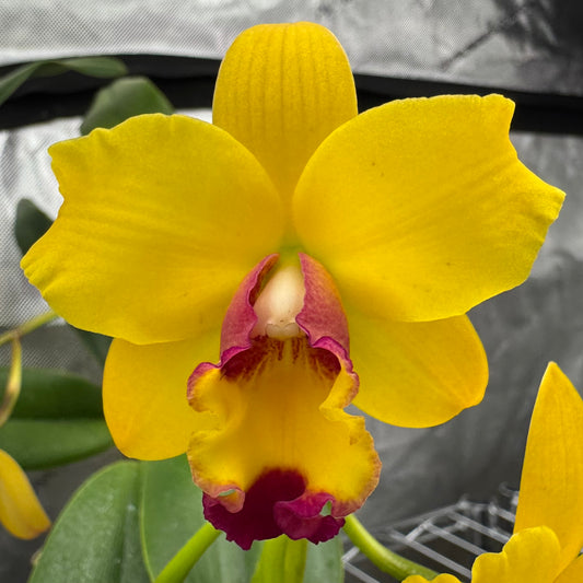 Pot. Gold Medallions 'SVO Romance' x Pot. Little Toshie 'Gold Country' AM/AOS