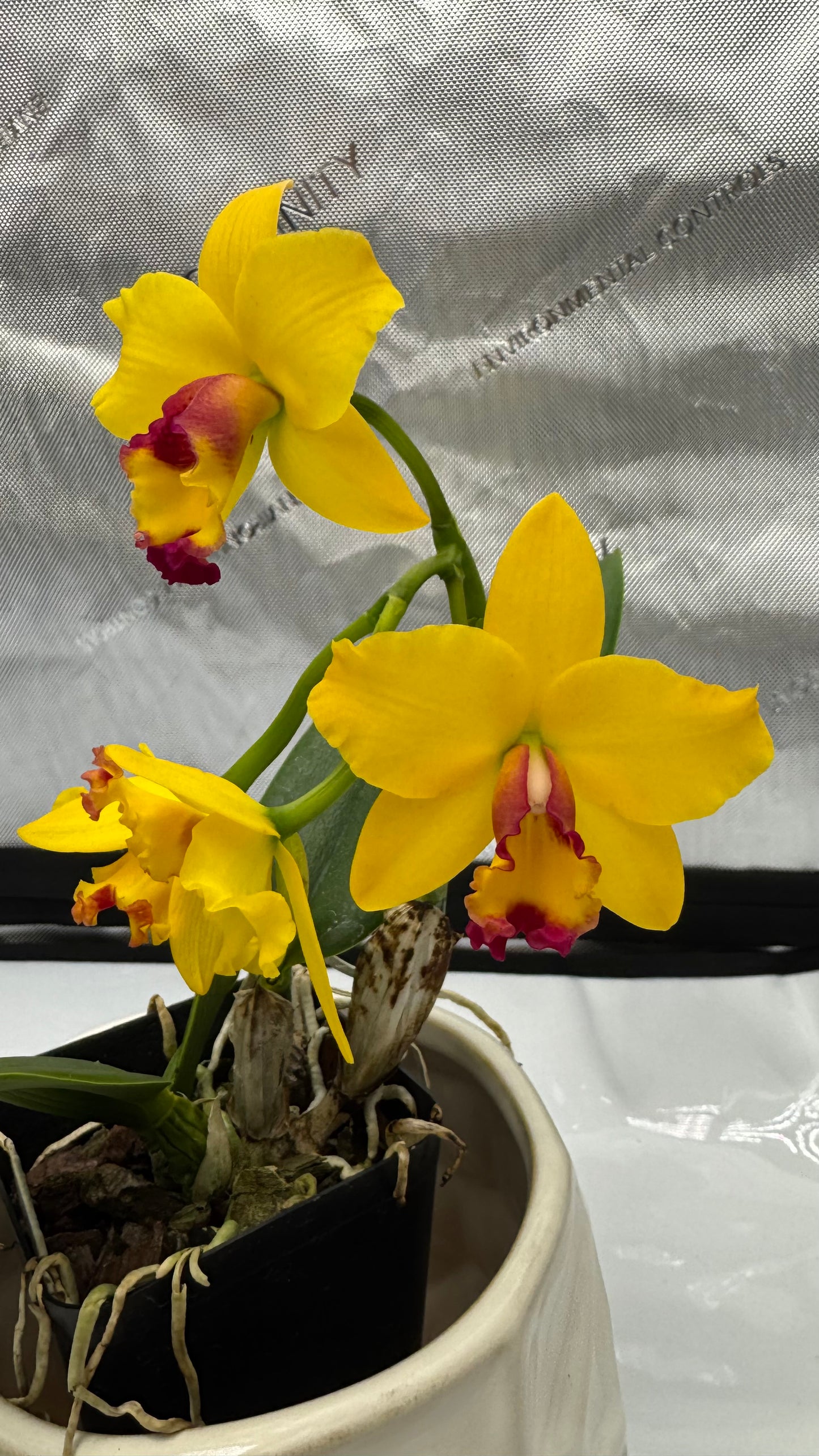 Pot. Gold Medallions 'SVO Romance' x Pot. Little Toshie 'Gold Country' AM/AOS