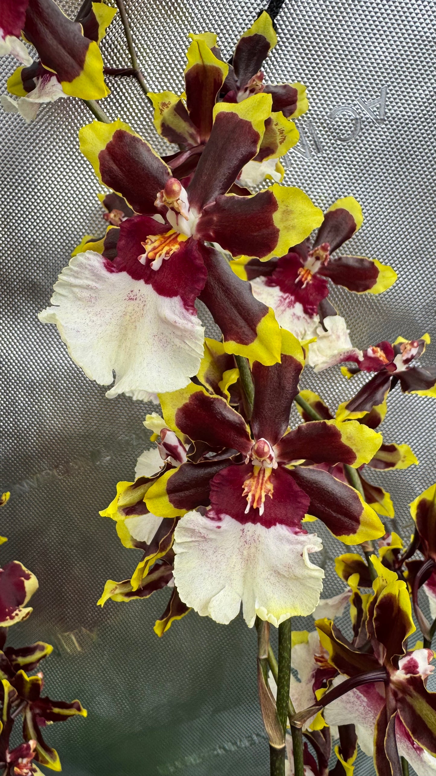 Oncostele (Ons.) Wildcat 'Rainbow'