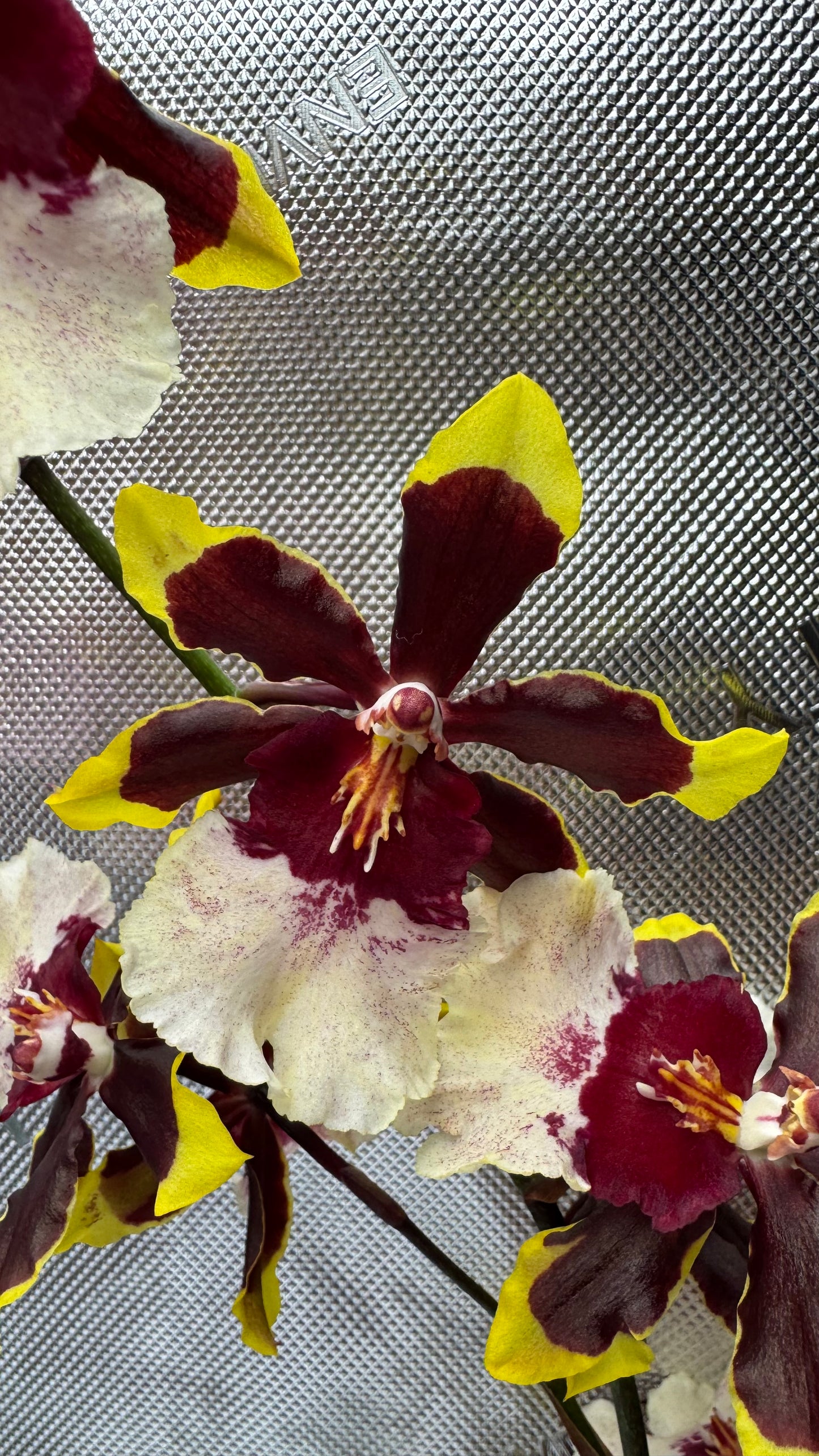 Oncostele (Ons.) Wildcat 'Rainbow'