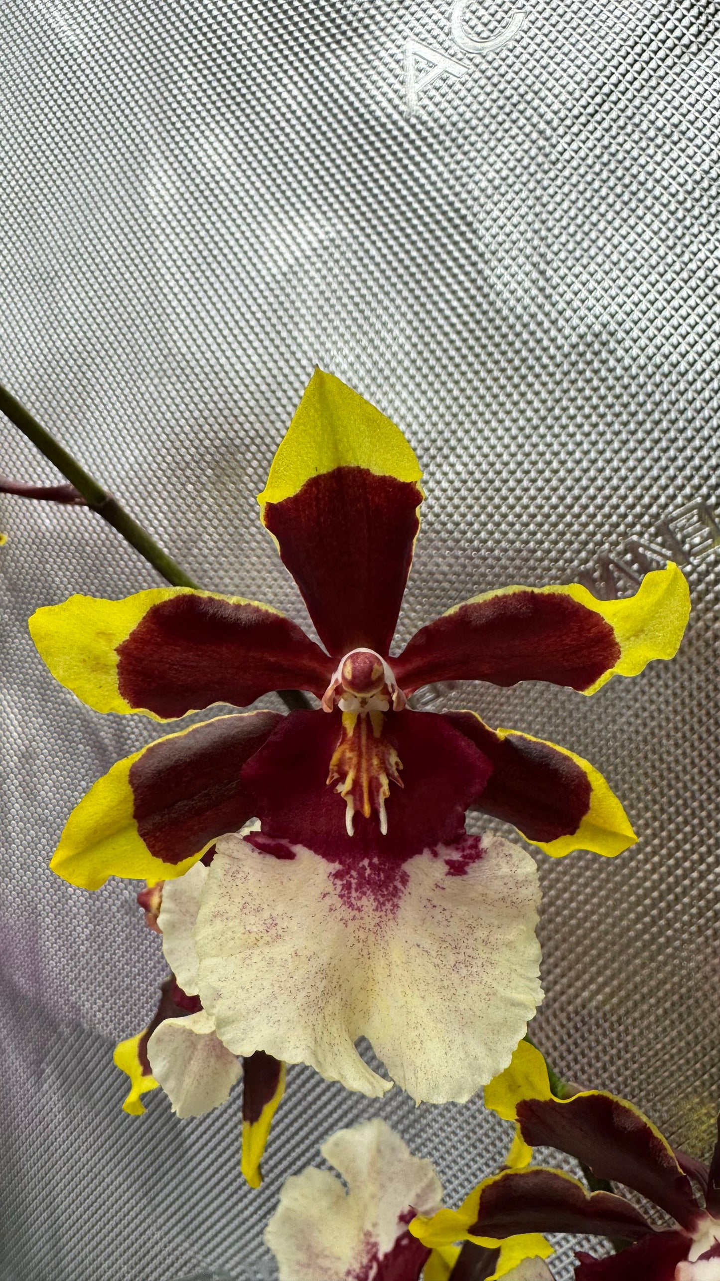 Oncostele (Ons.) Wildcat 'Rainbow'