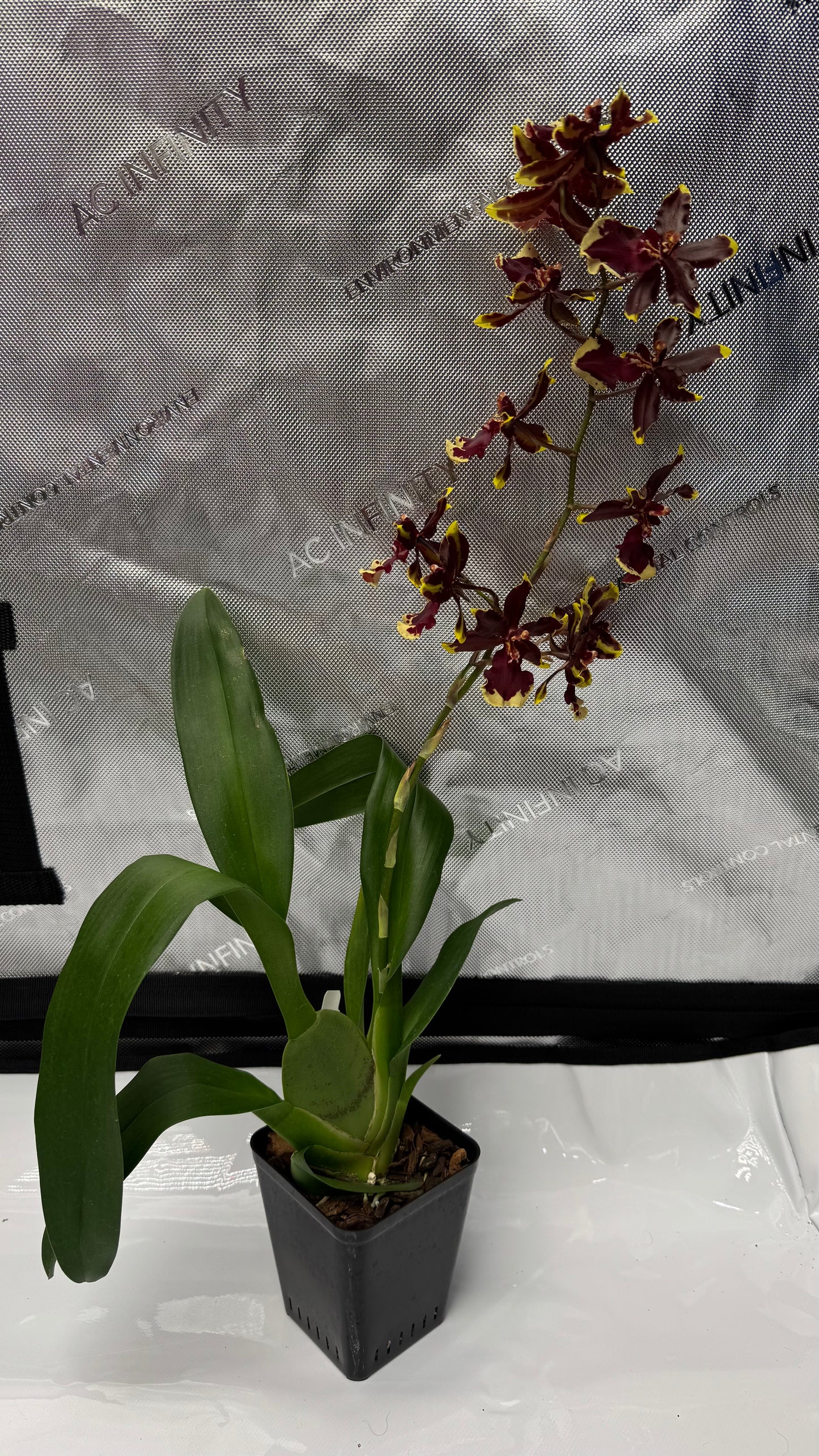 Oncostele (Ons.) Wildcat 'Golden Red Stars'