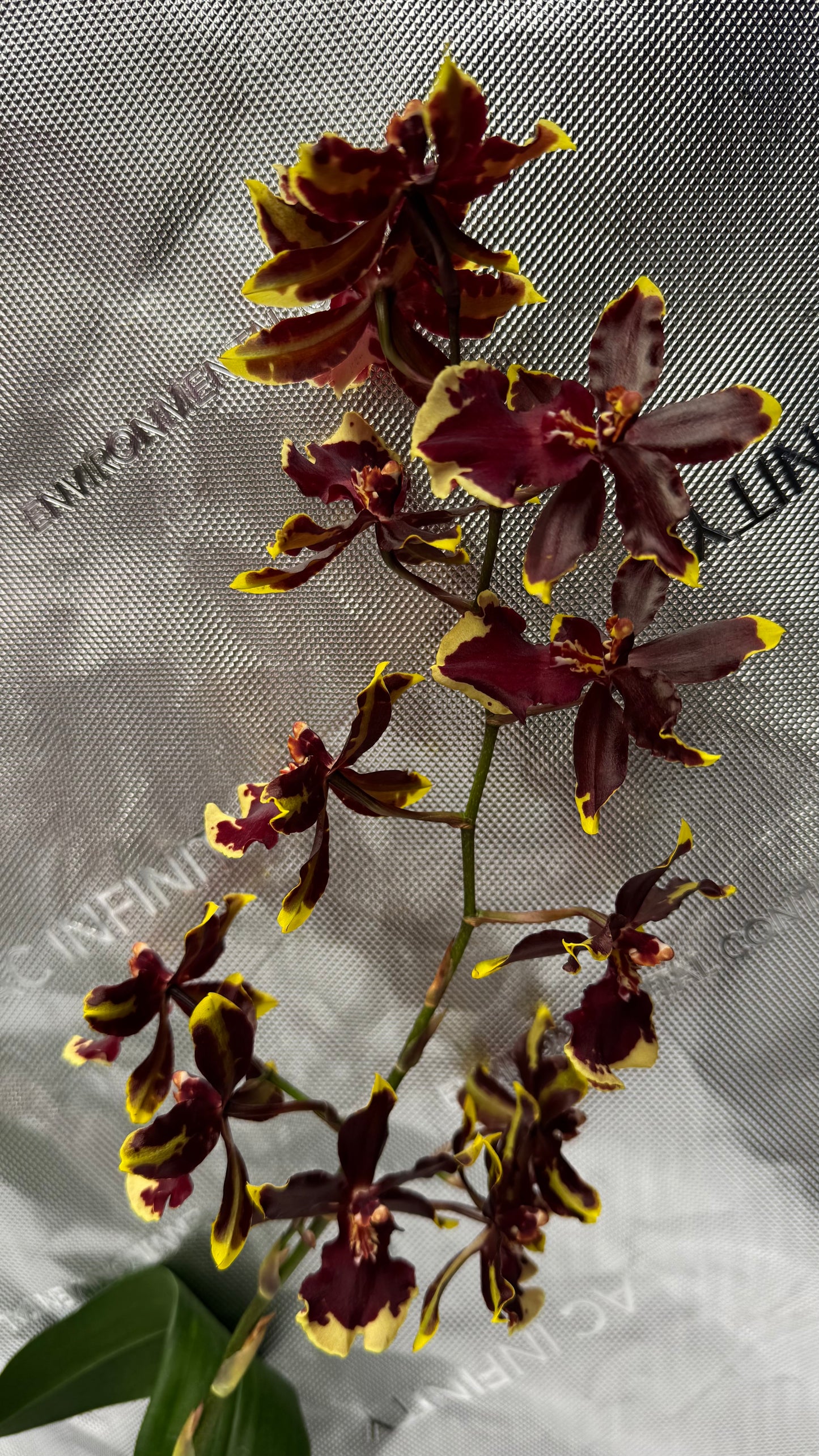 Oncostele (Ons.) Wildcat 'Golden Red Stars'