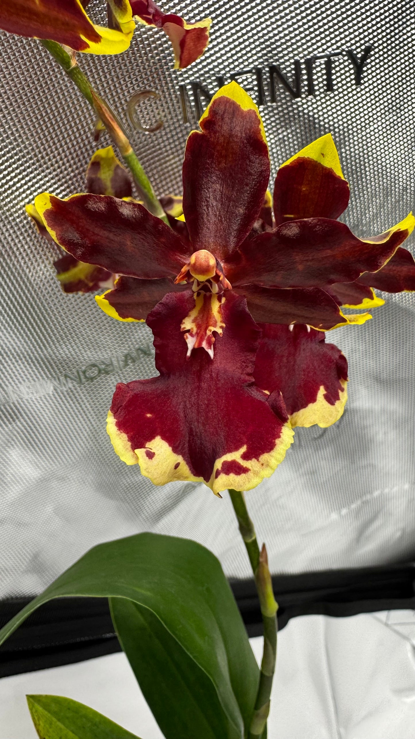 Oncostele (Ons.) Wildcat 'Golden Red Stars'