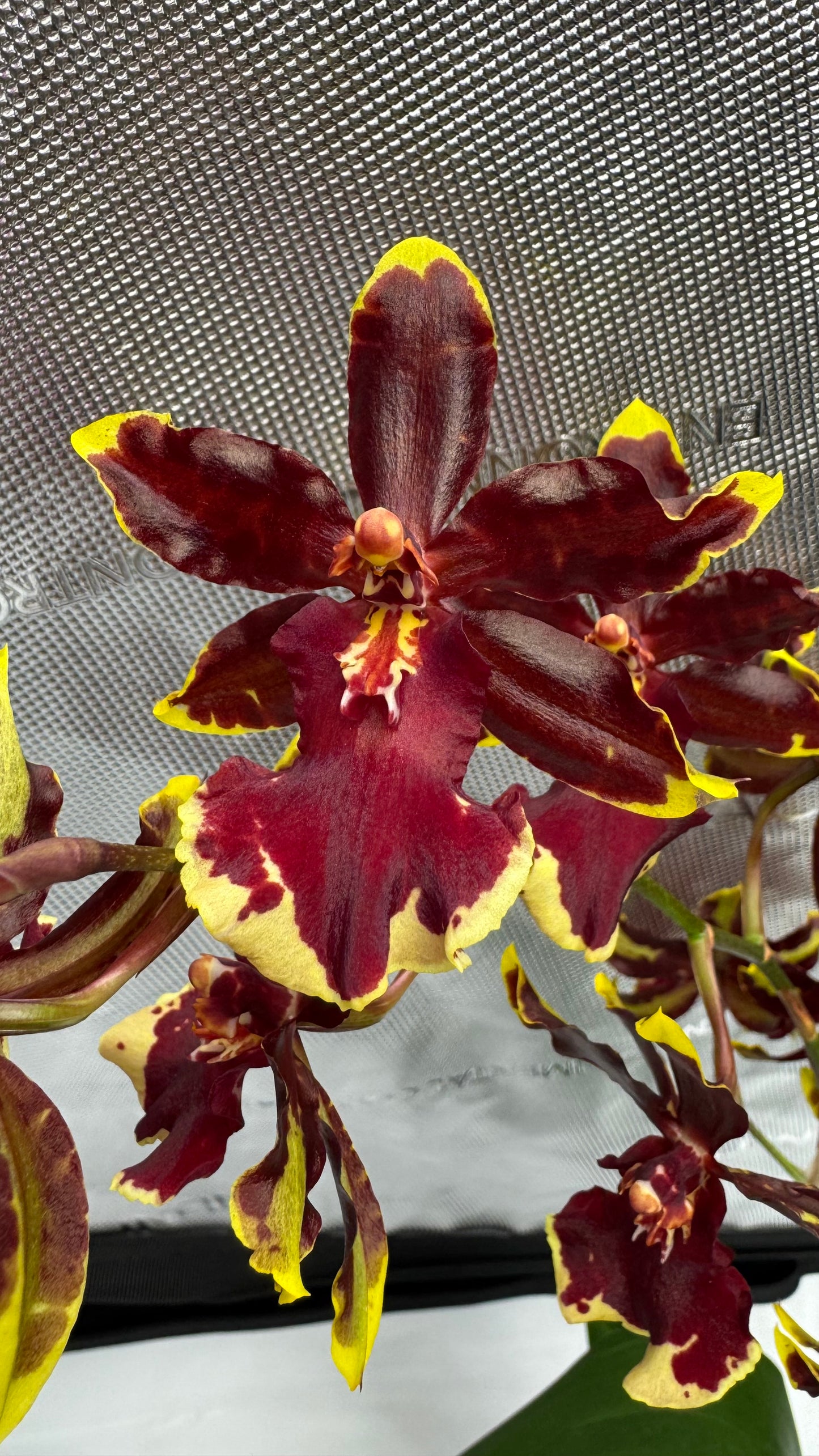 Oncostele (Ons.) Wildcat 'Golden Red Stars'