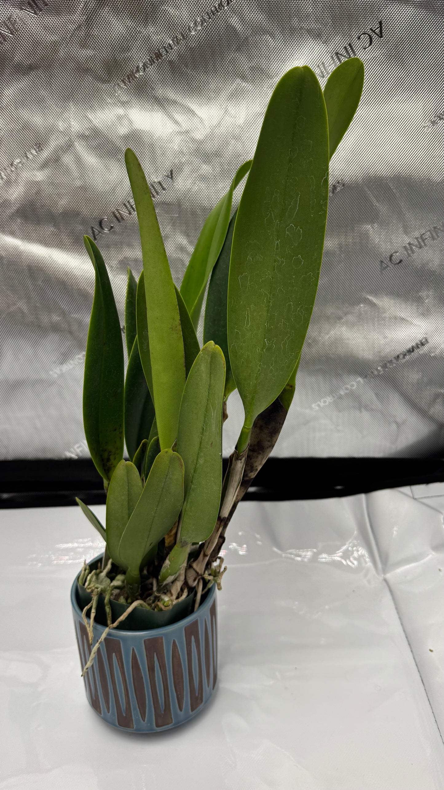 Large Cattleya Fragrant Pot. Kyla Kobayashi 'Paradise'