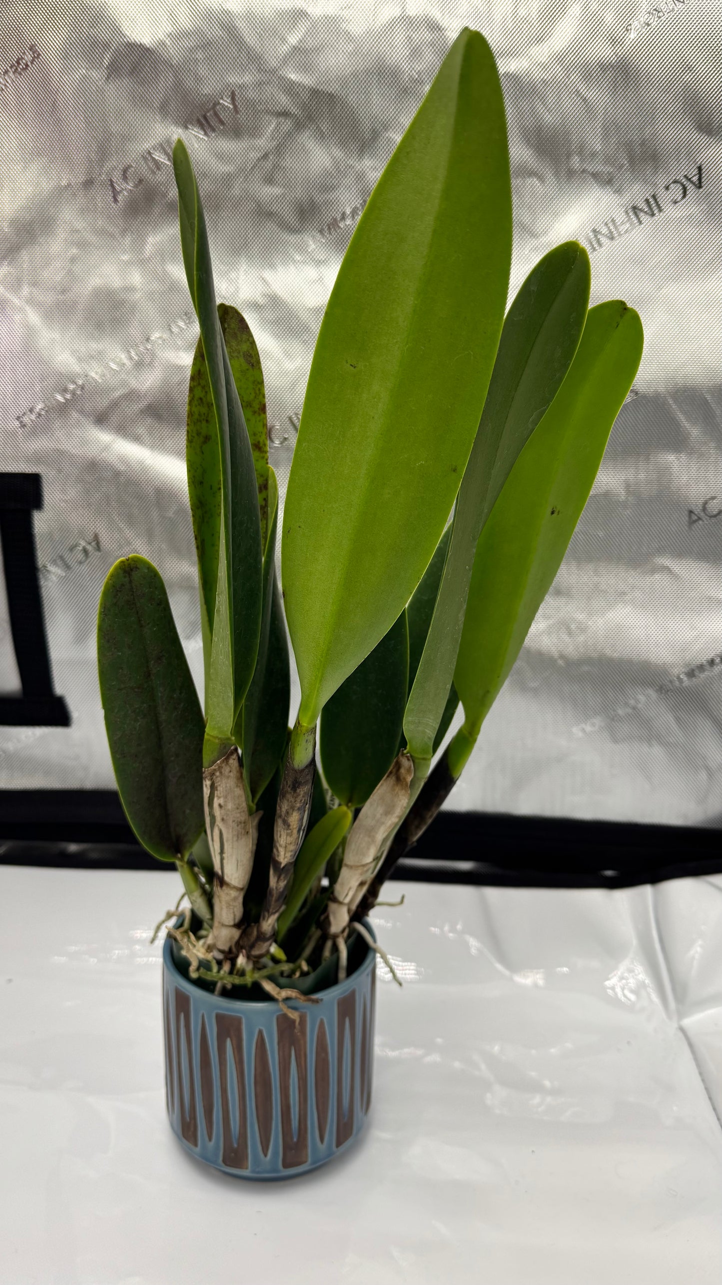 Large Cattleya Fragrant Pot. Kyla Kobayashi 'Paradise'