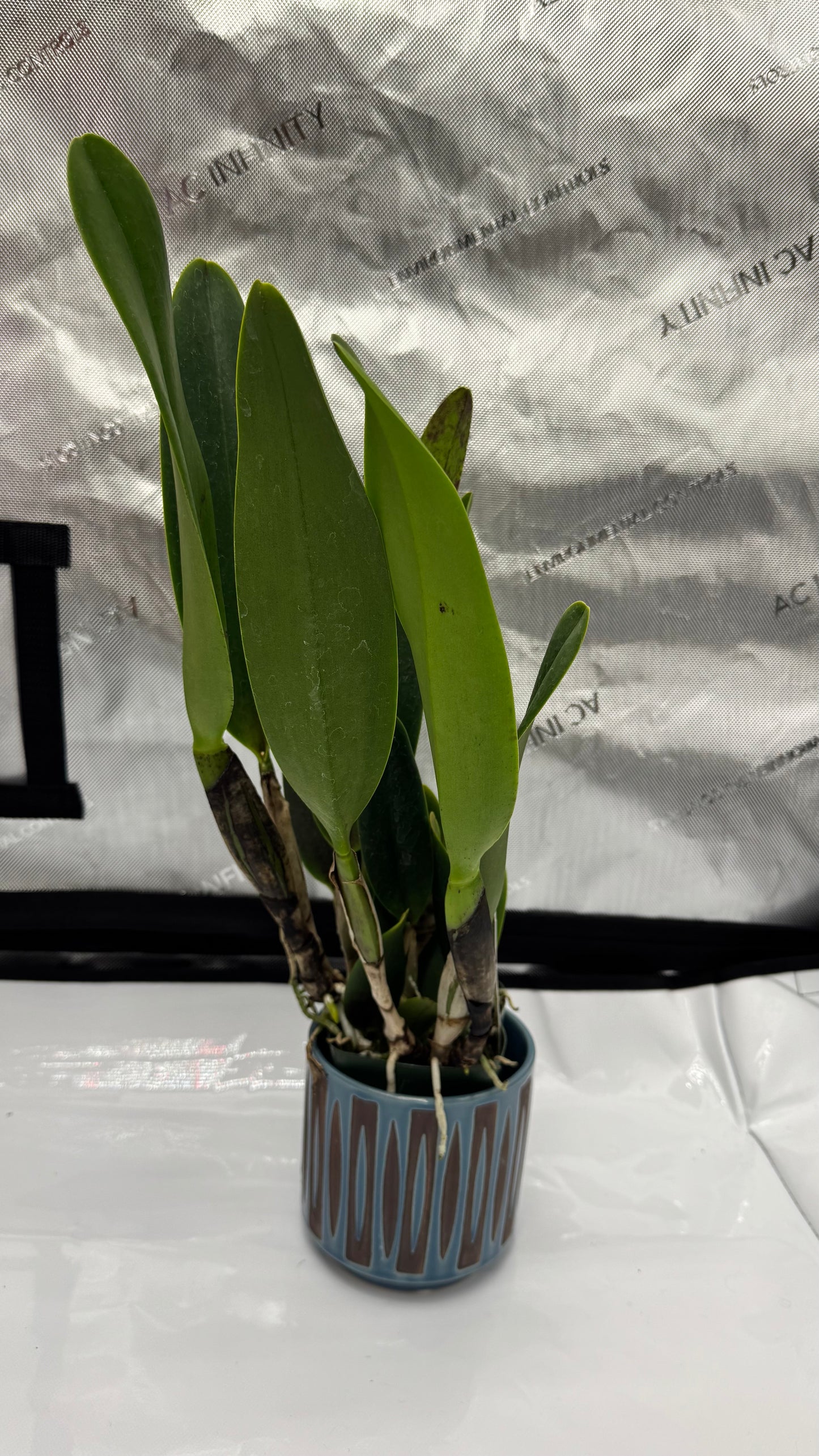 Large Cattleya Fragrant Pot. Kyla Kobayashi 'Paradise'