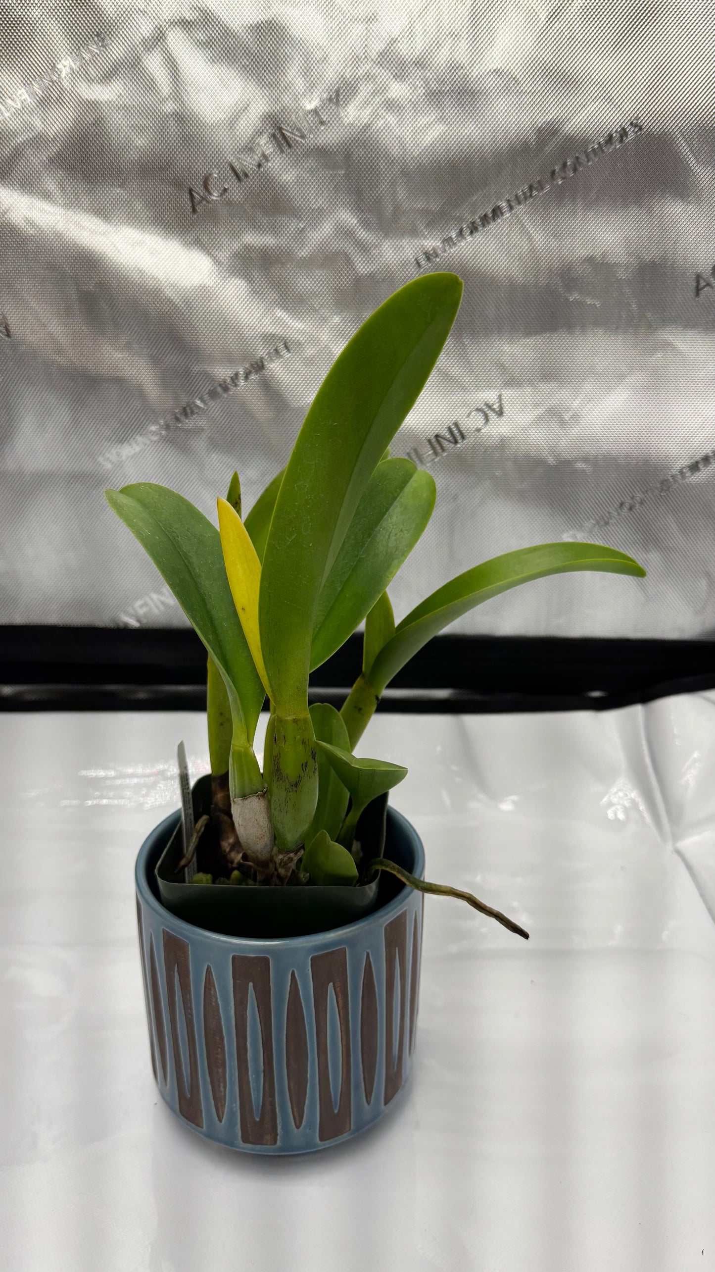 Large Cattleya Fragrant Pot. Dick Smith 'Paradise'