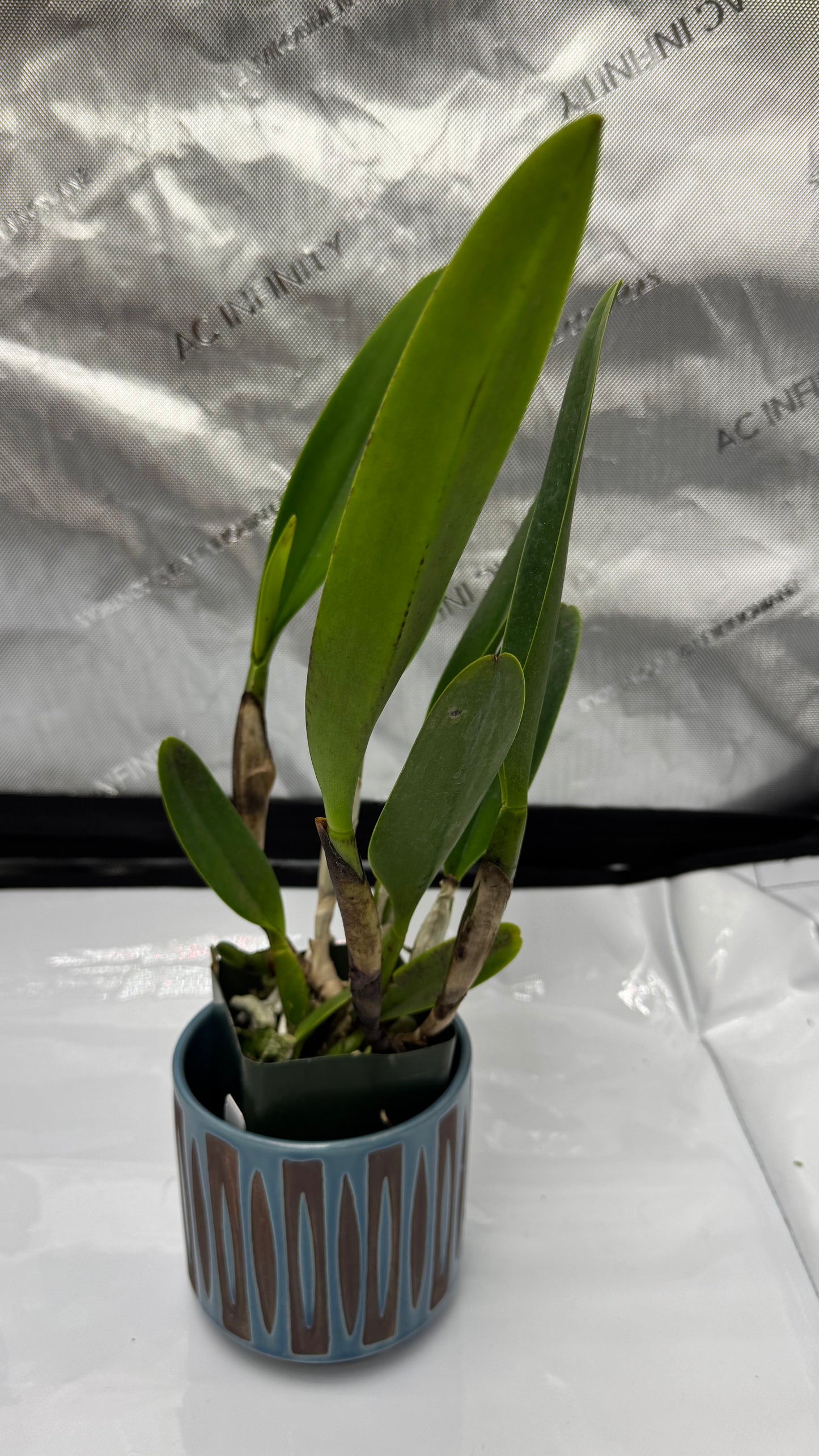 Large Cattleya Fragrant Pot. (Dick Smith x Chelsea Alward) 'Paradise'