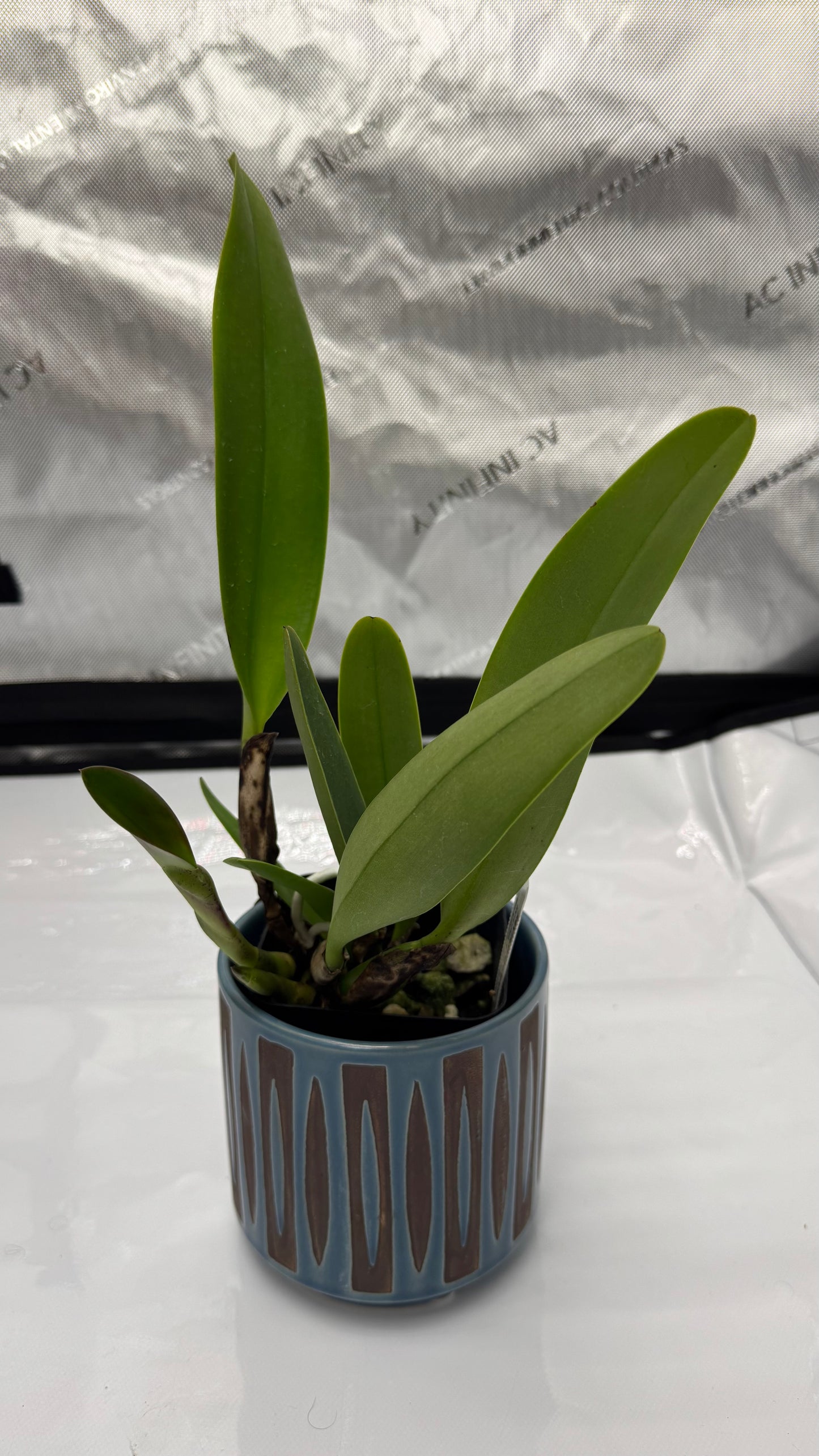 Large Cattleya Fragrant Blc. Toshie Aoki x Florence Feary) 'Flare'