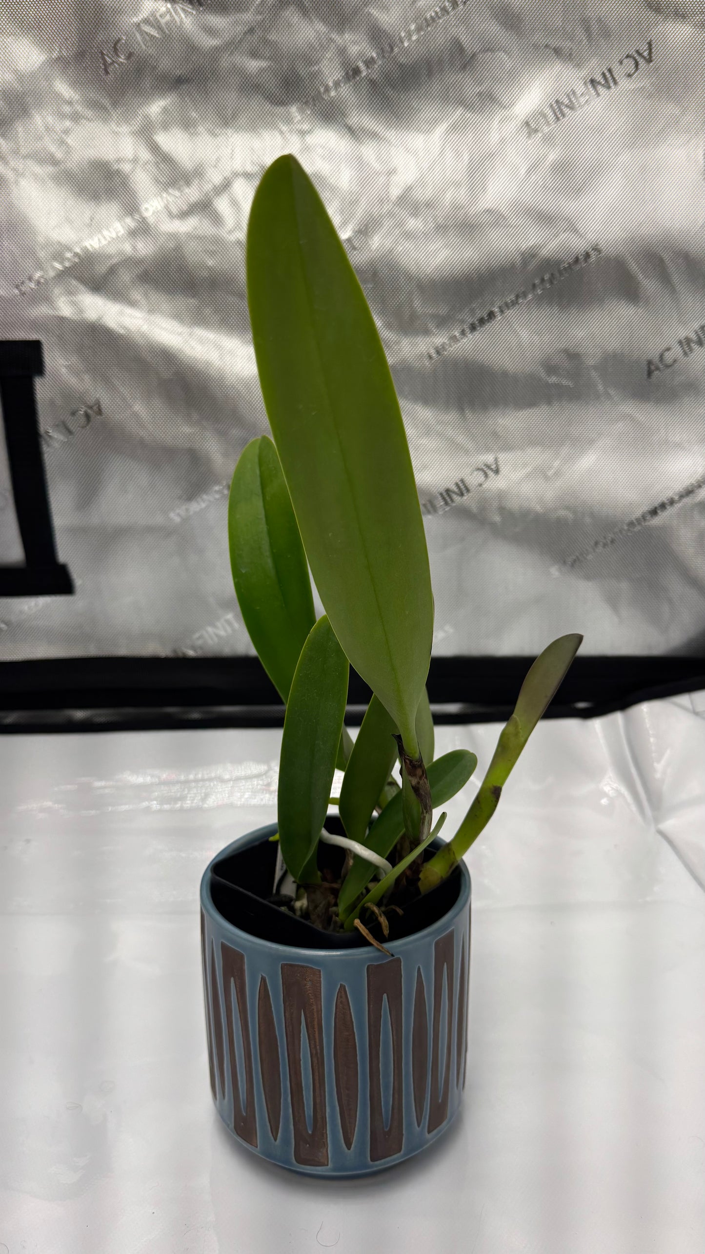 Large Cattleya Fragrant Blc. Toshie Aoki x Florence Feary) 'Flare'