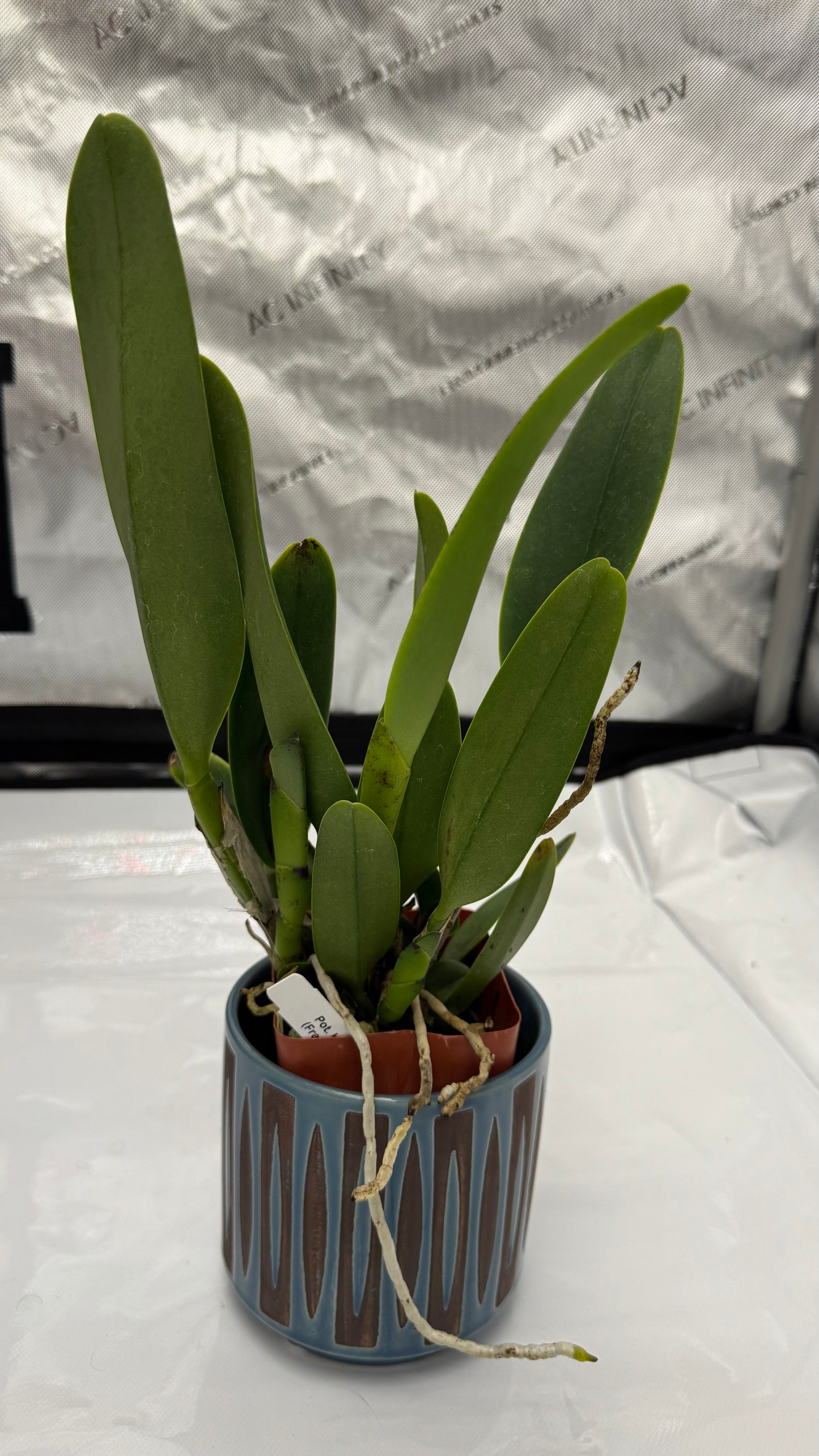 Large Cattleya Fragrant Pot. Kyla Kobayashi 'Paradise'