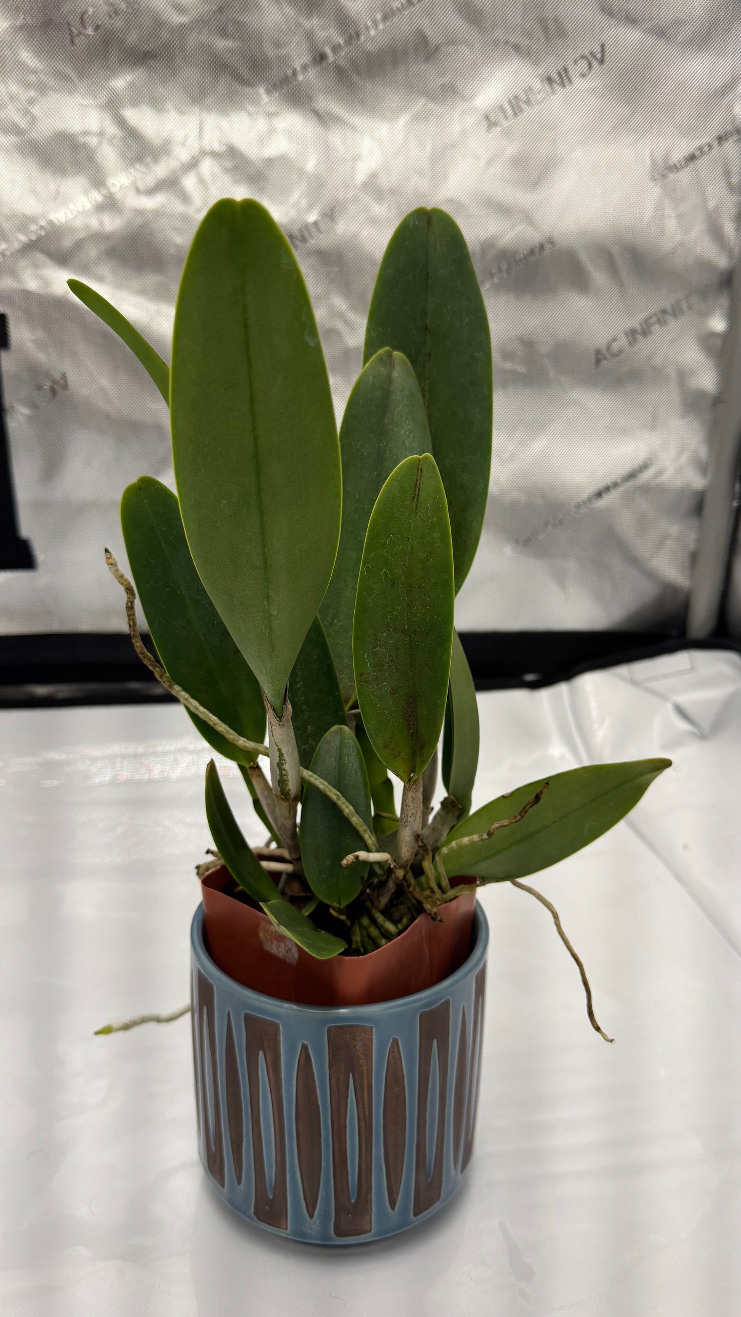 Large Cattleya Fragrant Pot. Kyla Kobayashi 'Paradise'