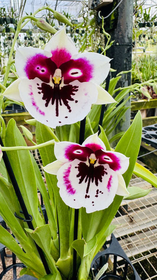 Miltonia QF Kiai
