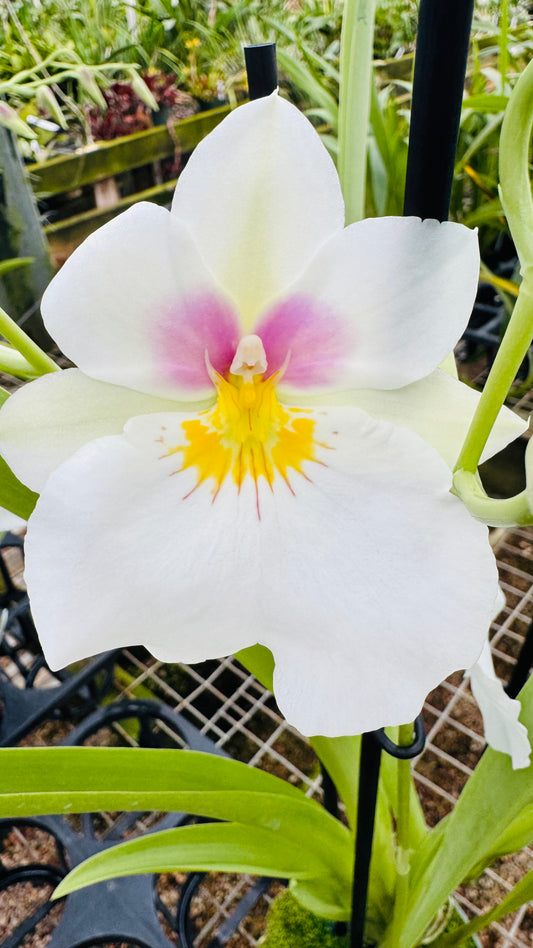 Miltonia Rene Komoda