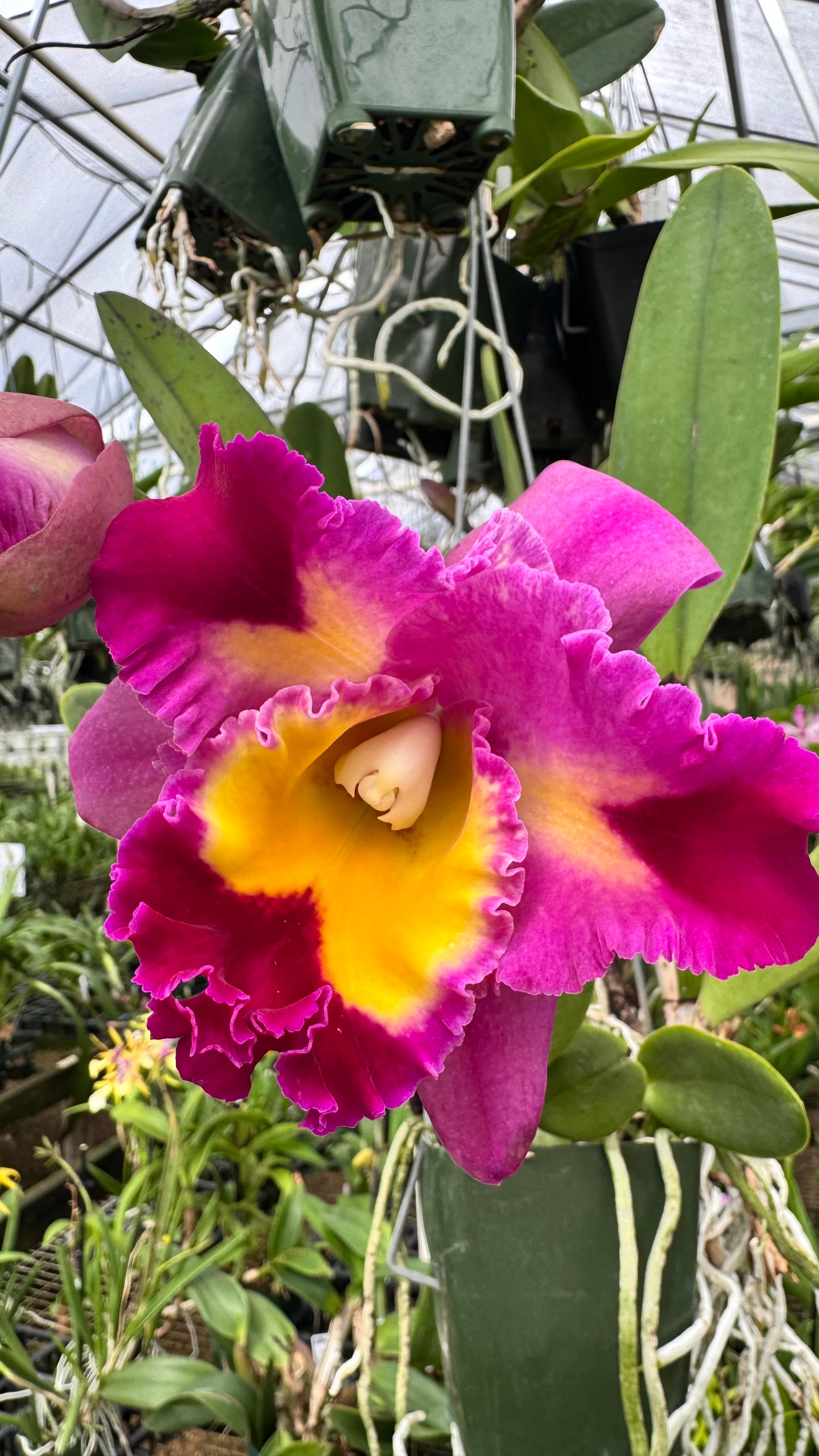 Large Cattleya Fragrant Pot. Clift Tsuji 'Hawaii' – Peak Orchids