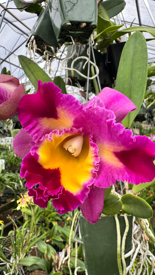 Large Cattleya Fragrant Pot. Clift Tsuji 'Hawaii'