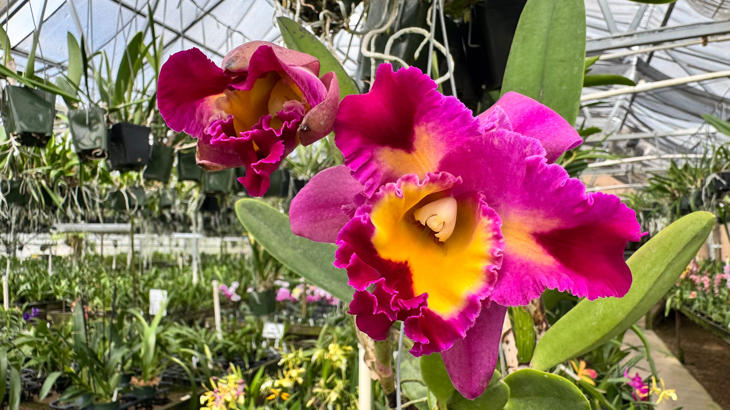 Large Cattleya Fragrant Pot. Clift Tsuji 'Hawaii'