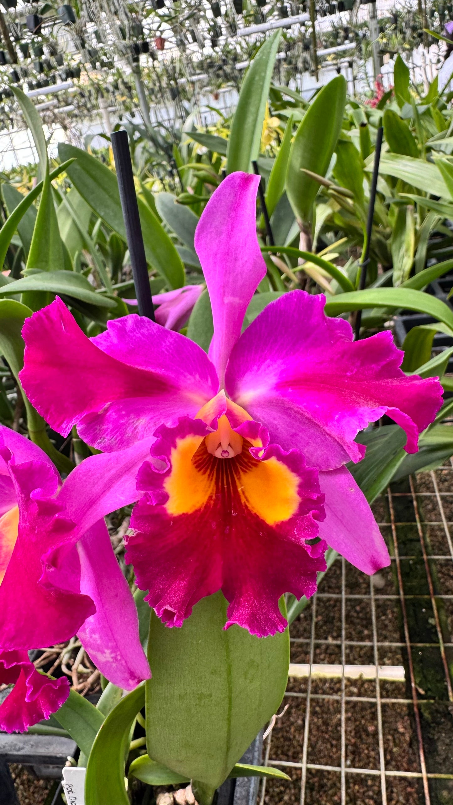 Cattleya Fragrant Pot. Dick Smith 'Dark Beauty'
