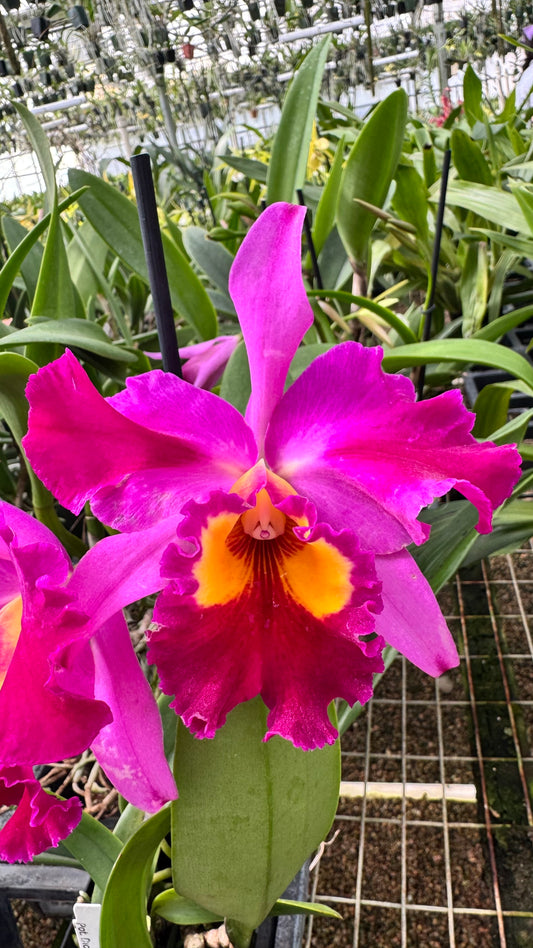 Cattleya Fragrant Pot. Dick Smith 'Dark Beauty'