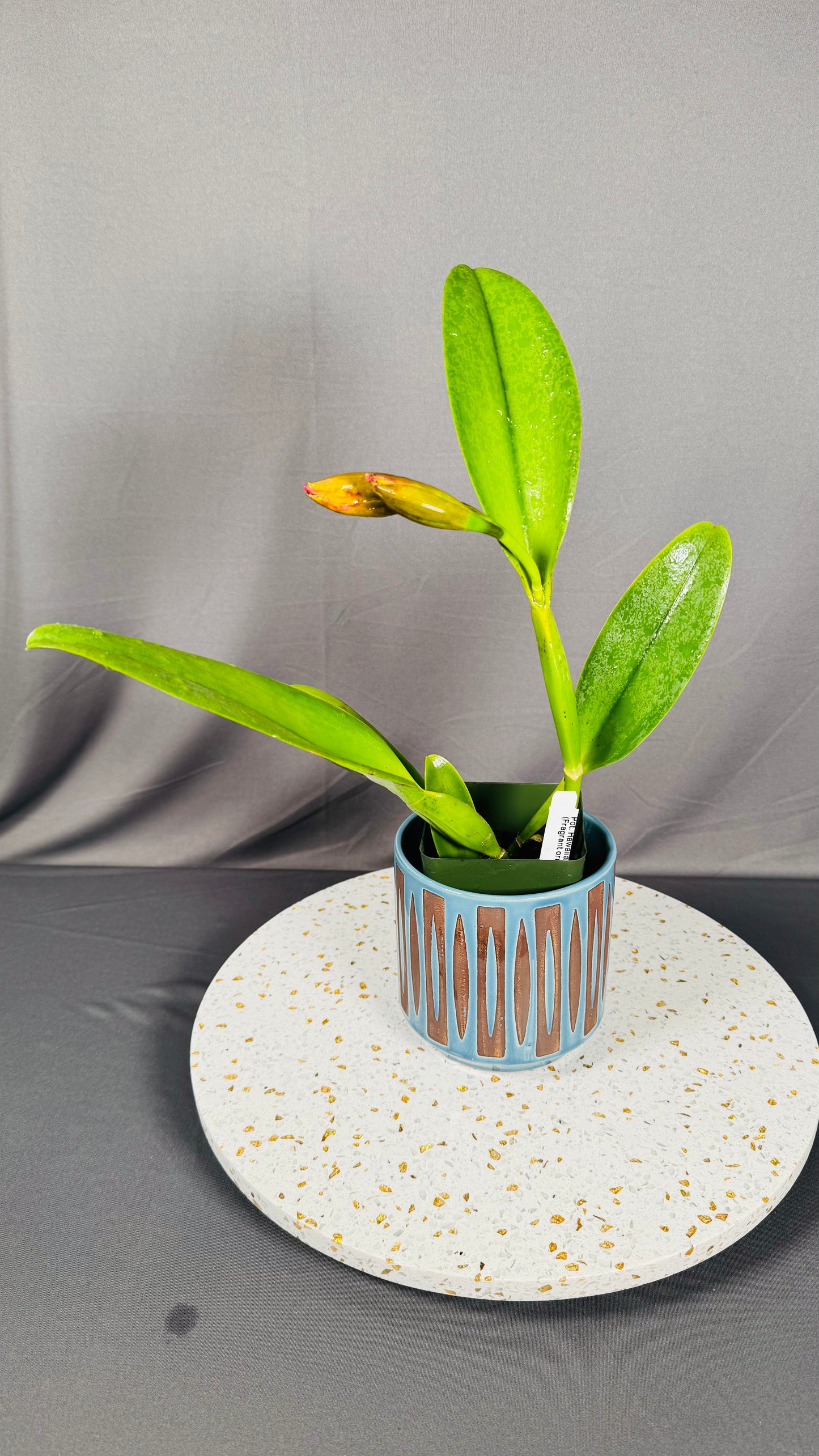 Cattleya Fragrant Pot.  Hawaiian Thrill 'Paradise'