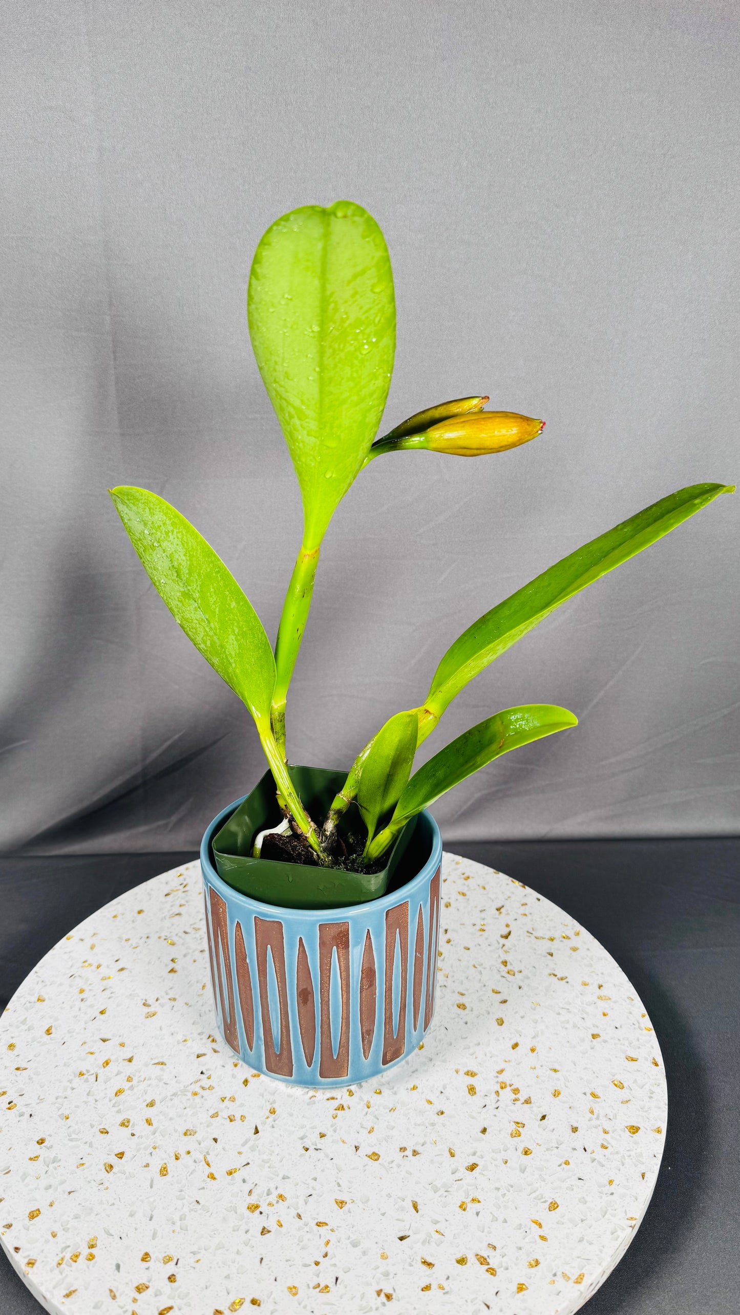 Cattleya Fragrant Pot.  Hawaiian Thrill 'Paradise'