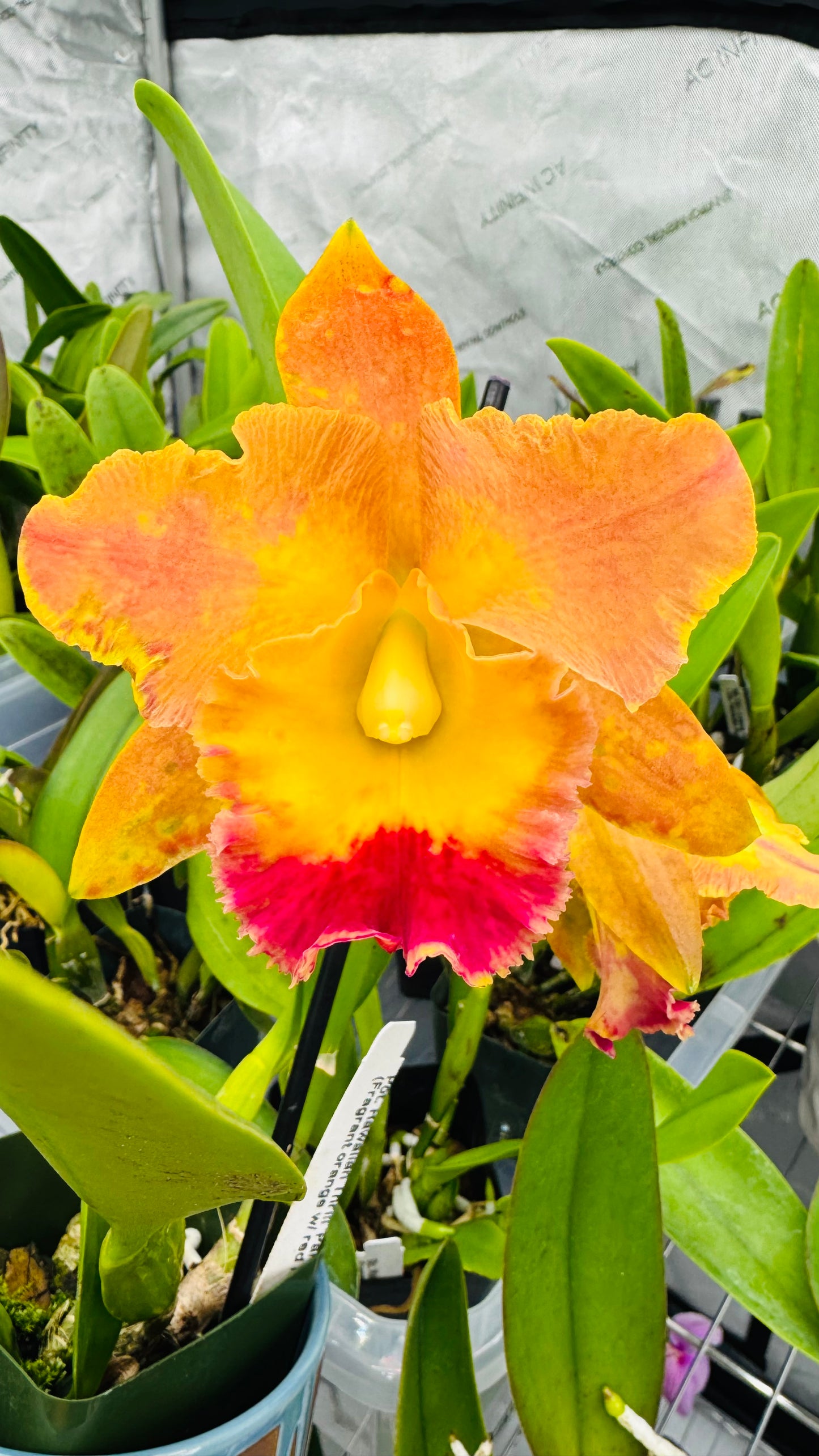 Cattleya Fragrant Pot.  Hawaiian Thrill 'Paradise'