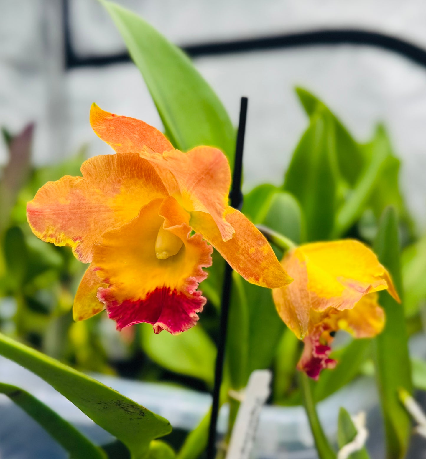 Cattleya Fragrant Pot.  Hawaiian Thrill 'Paradise'