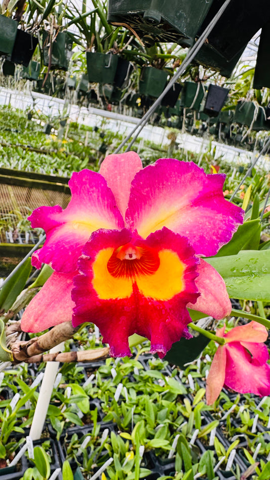 Large Cattleya Fragrant Pot. Kyla Kobayashi 'Paradise'