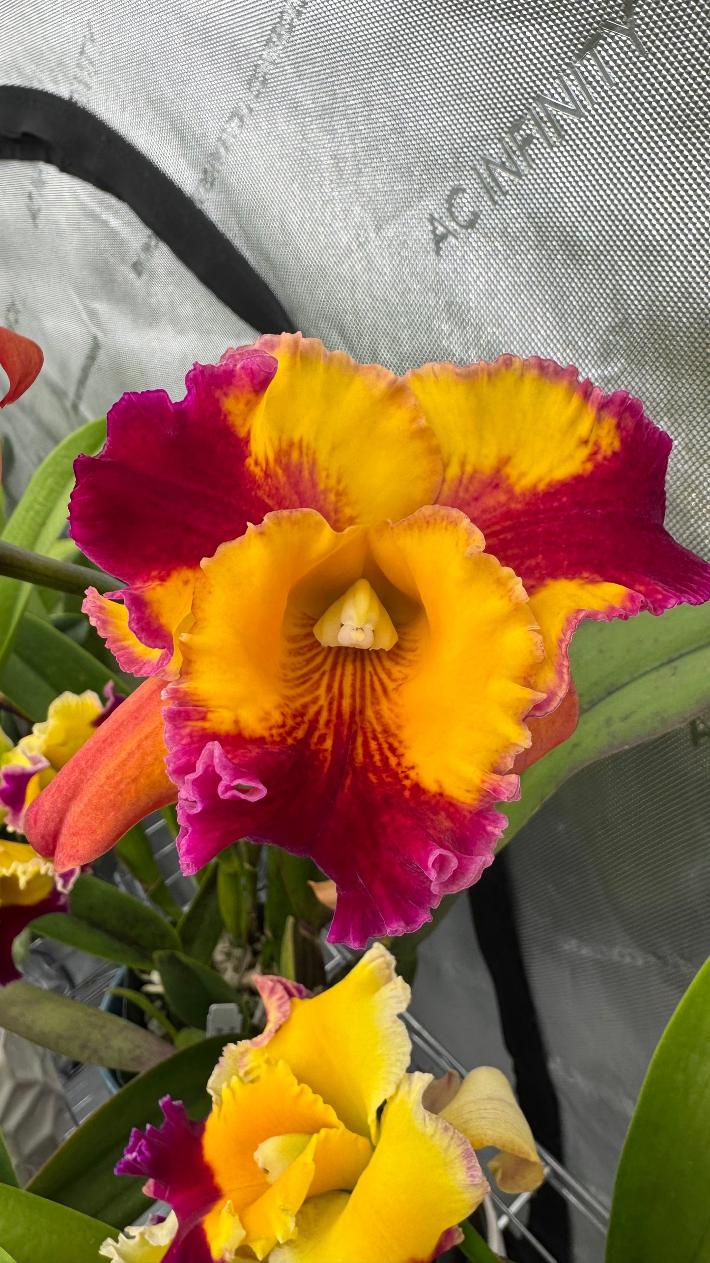 Large Cattleya Fragrant Pot. (Dick Smith x Florence Feary) 'Hawaii'