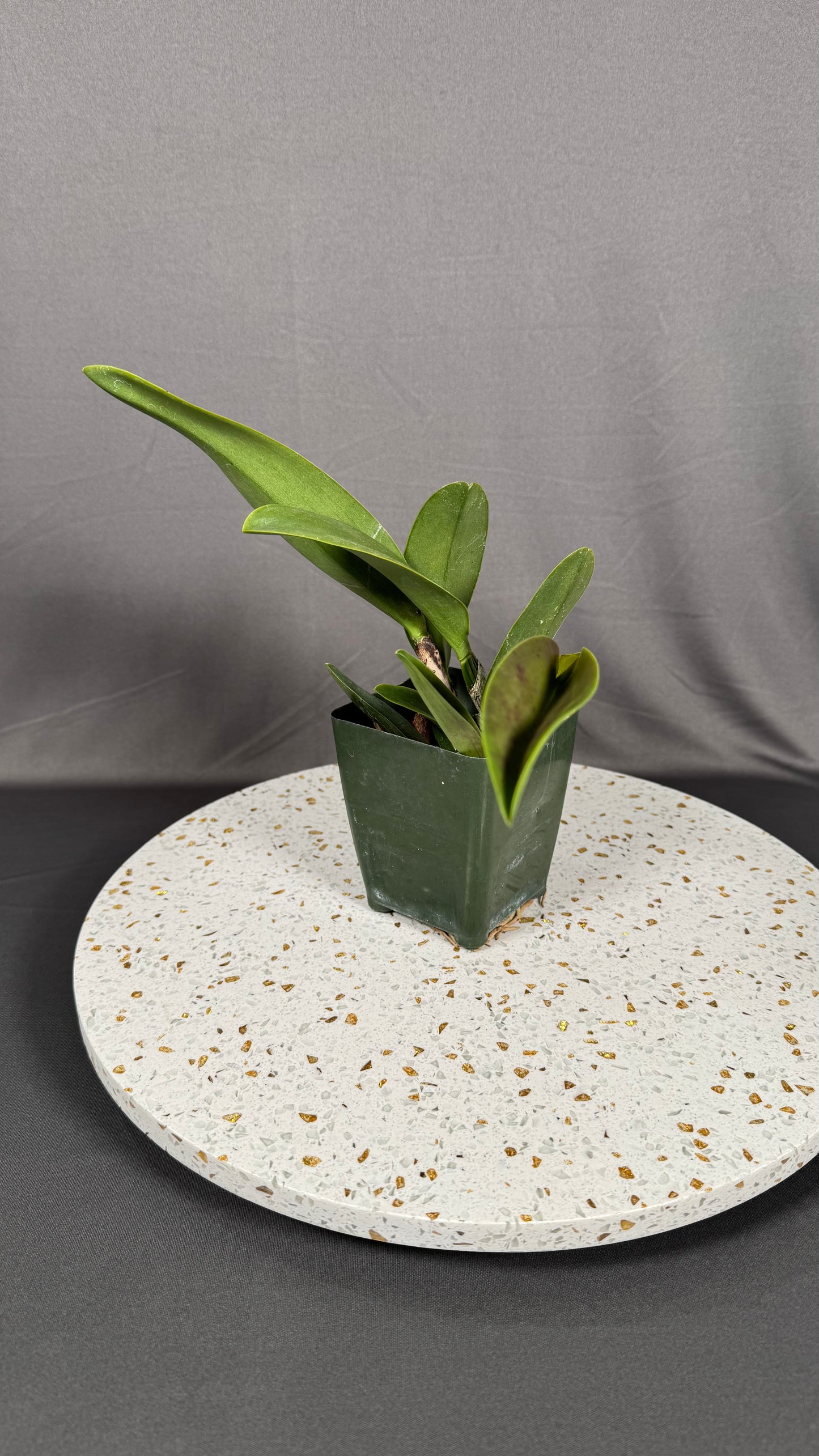 Large Cattleya Fragrant Rlc. Orange Diamond