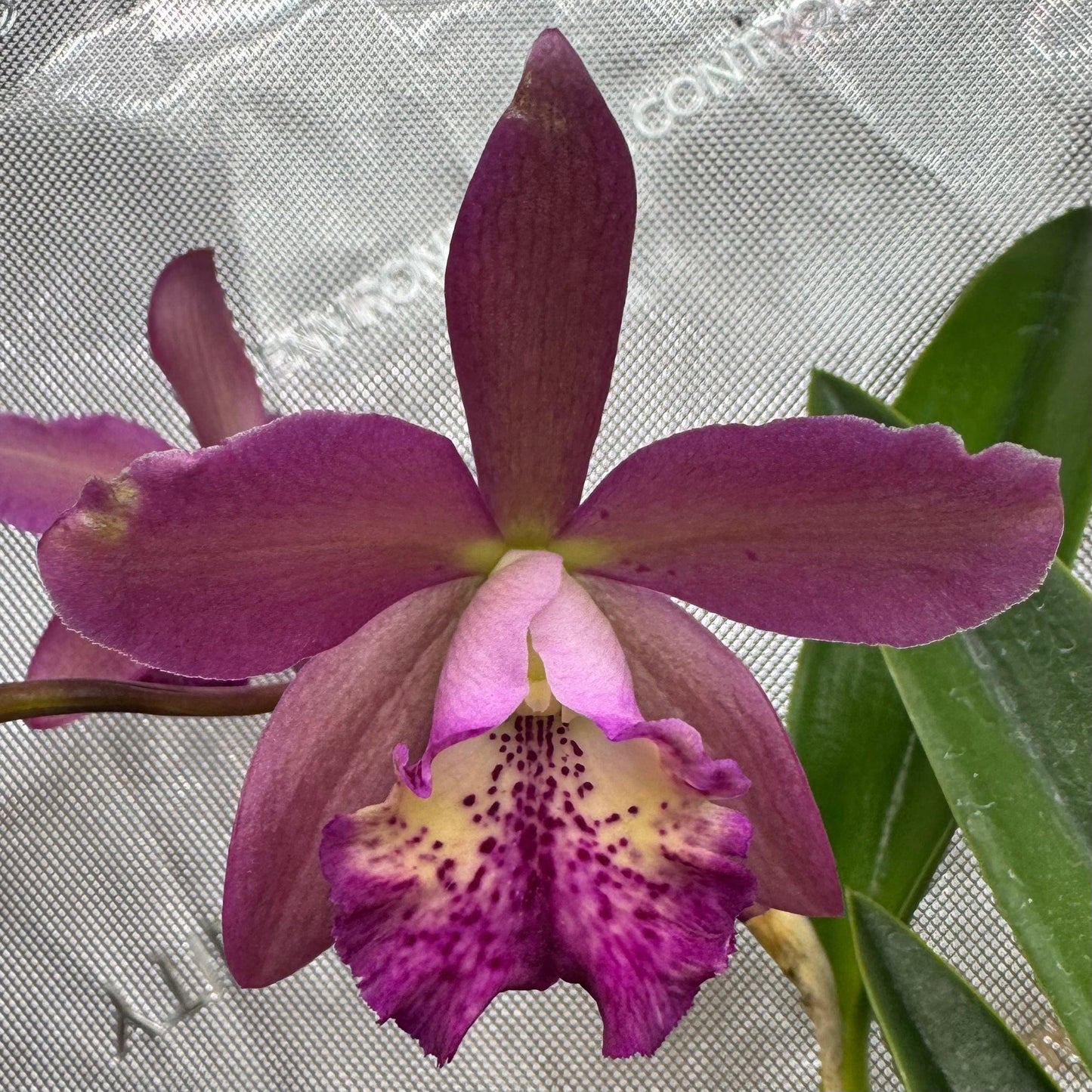 Lc. Maikai &#39;Lea&#39; Am/Aos X C. Caudebec &#39;Linwood&#39; Am/Aos