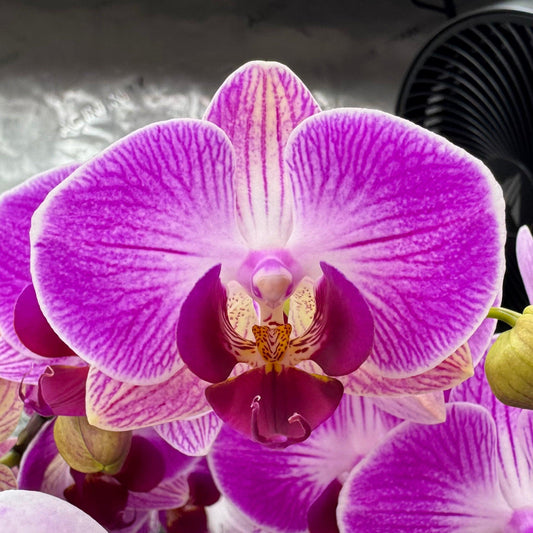 Phalaenopsis Dragon Tree Paradise In Bud/Bloom